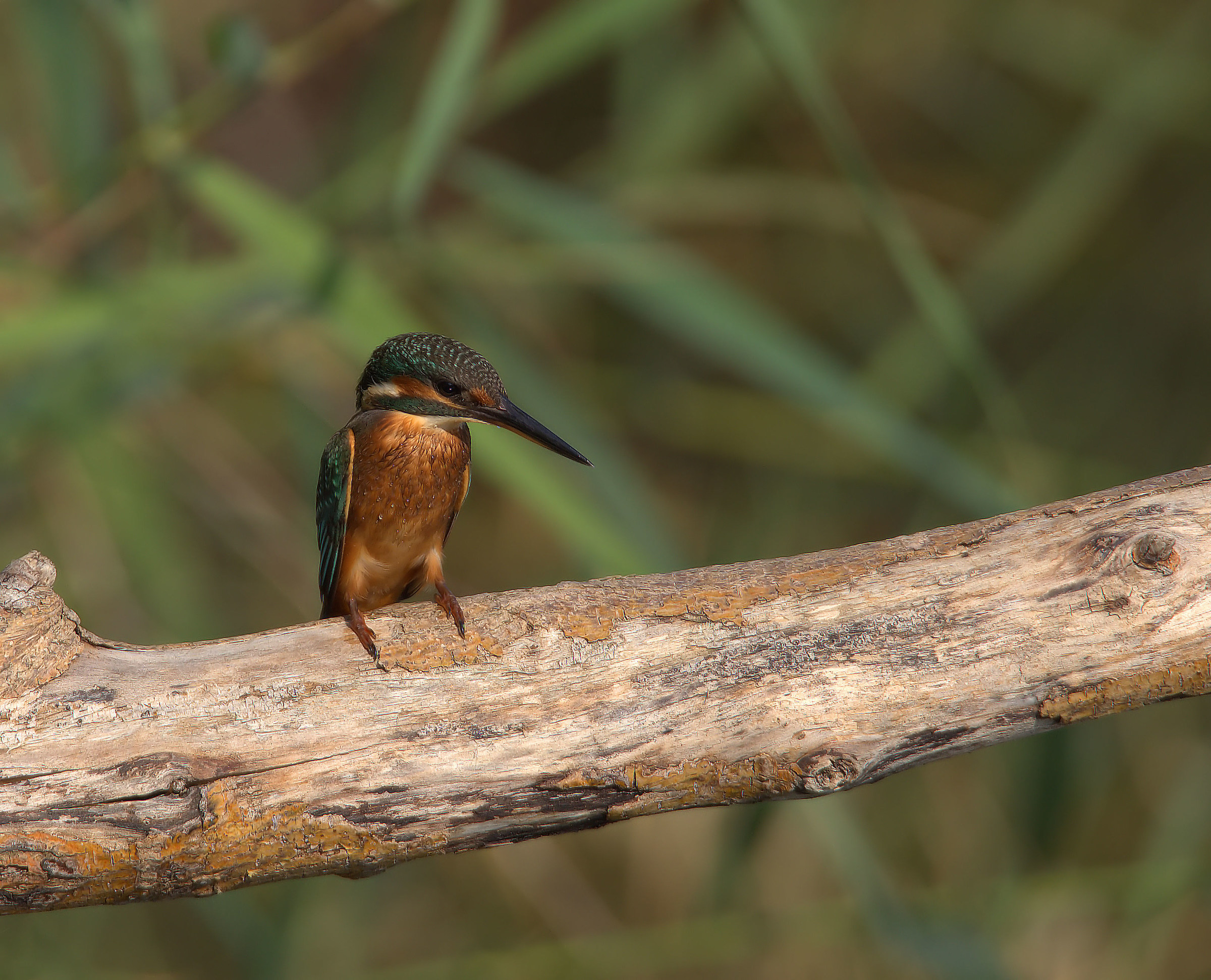 Martin fisherman female