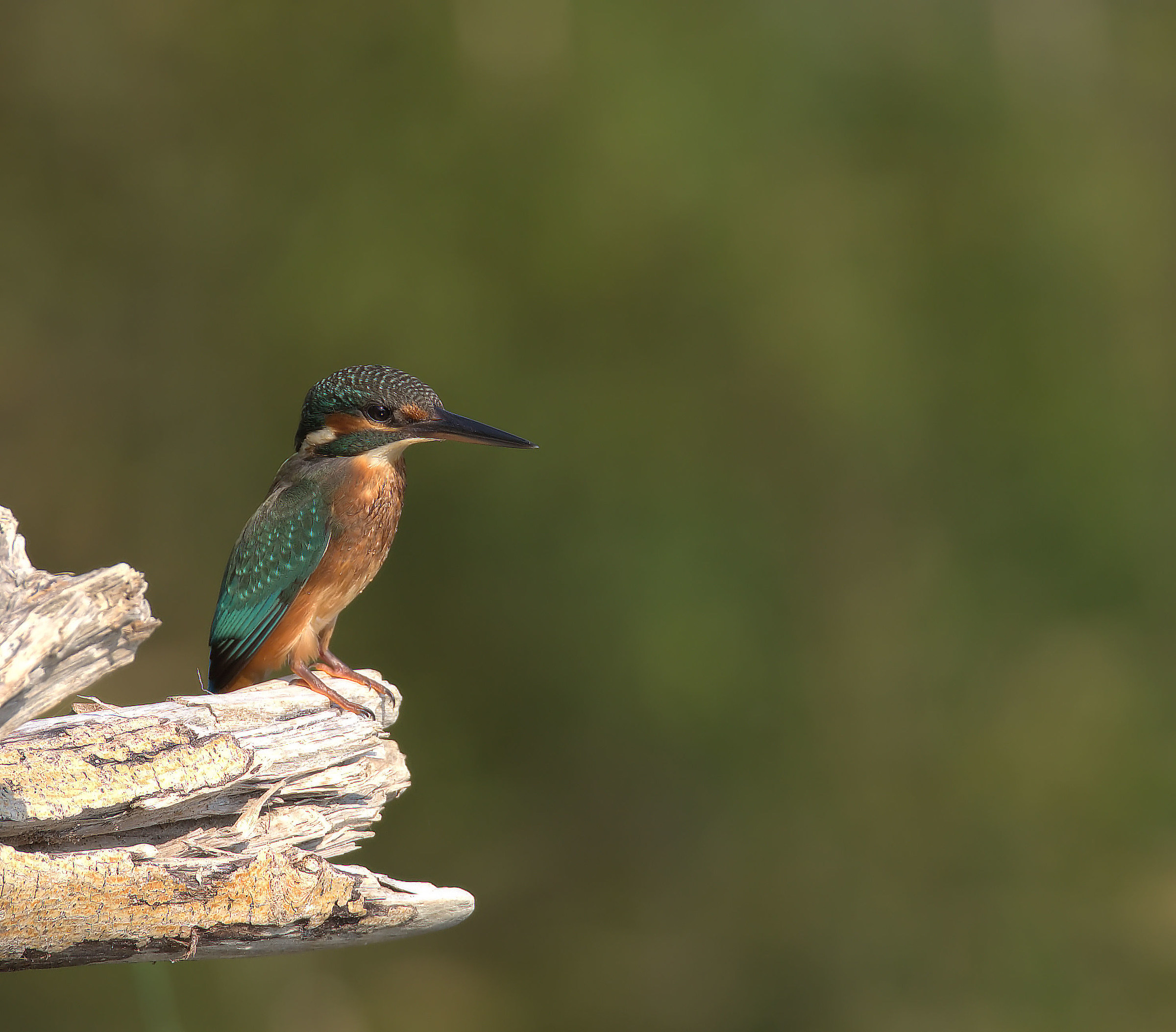 Martin fisherman female