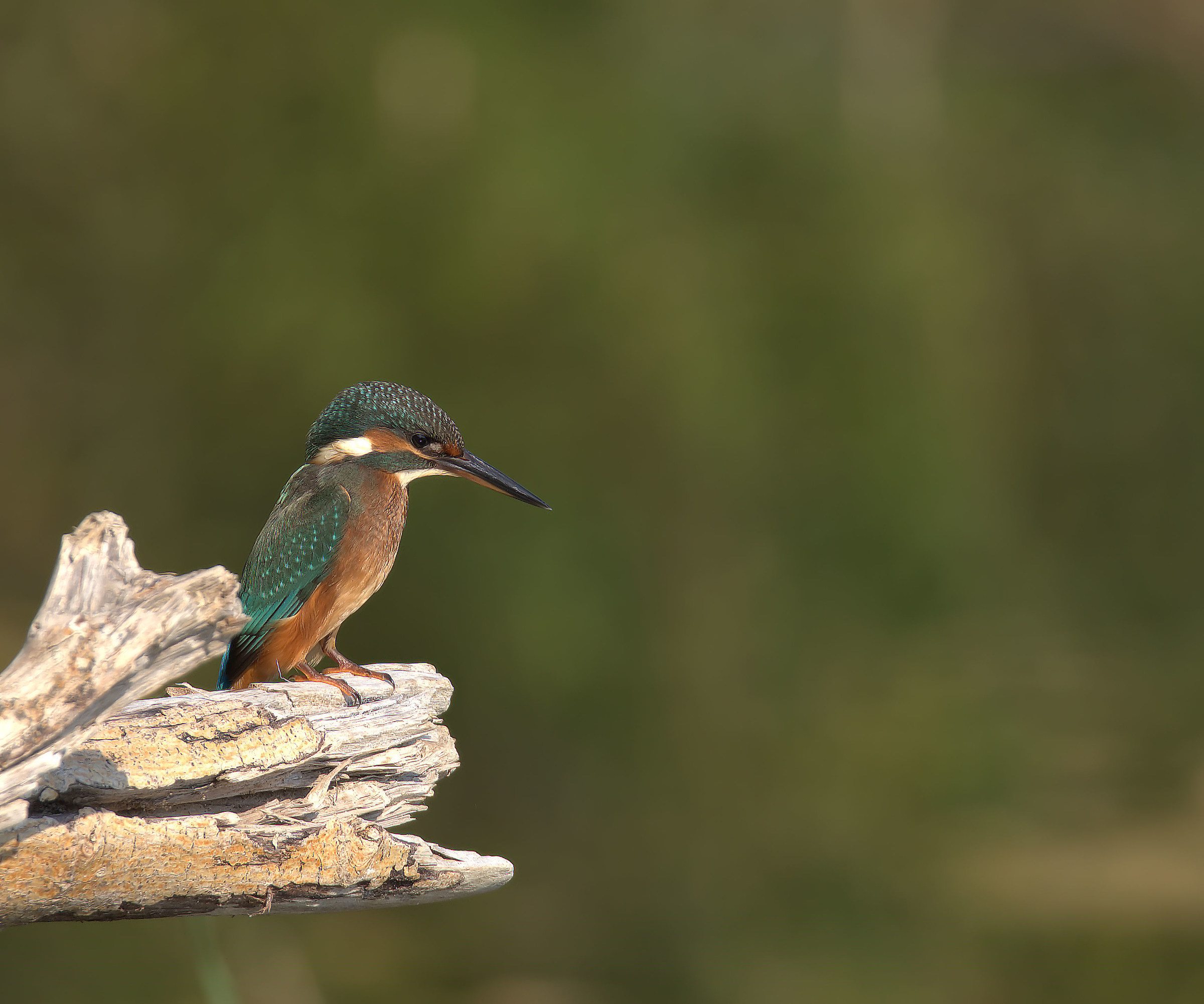 Martin fisherman female