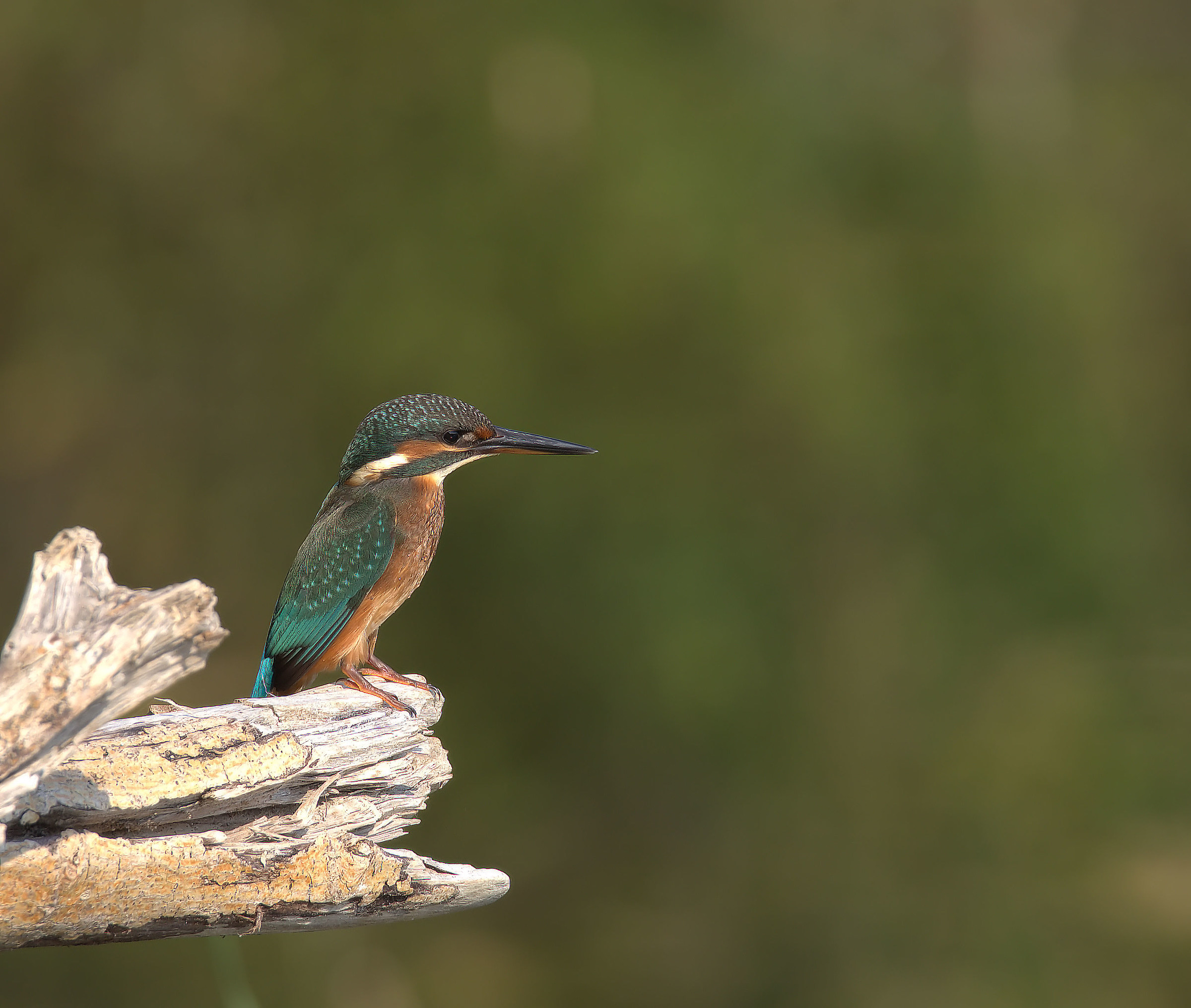 Martin fisherman female