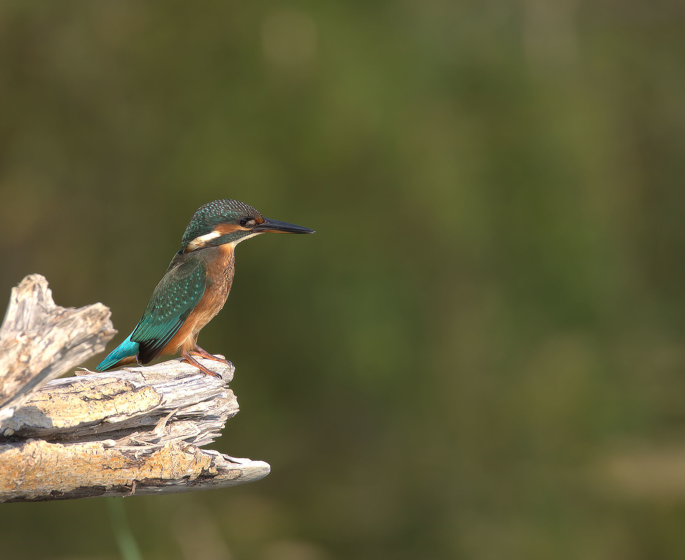 Martin fisherman female