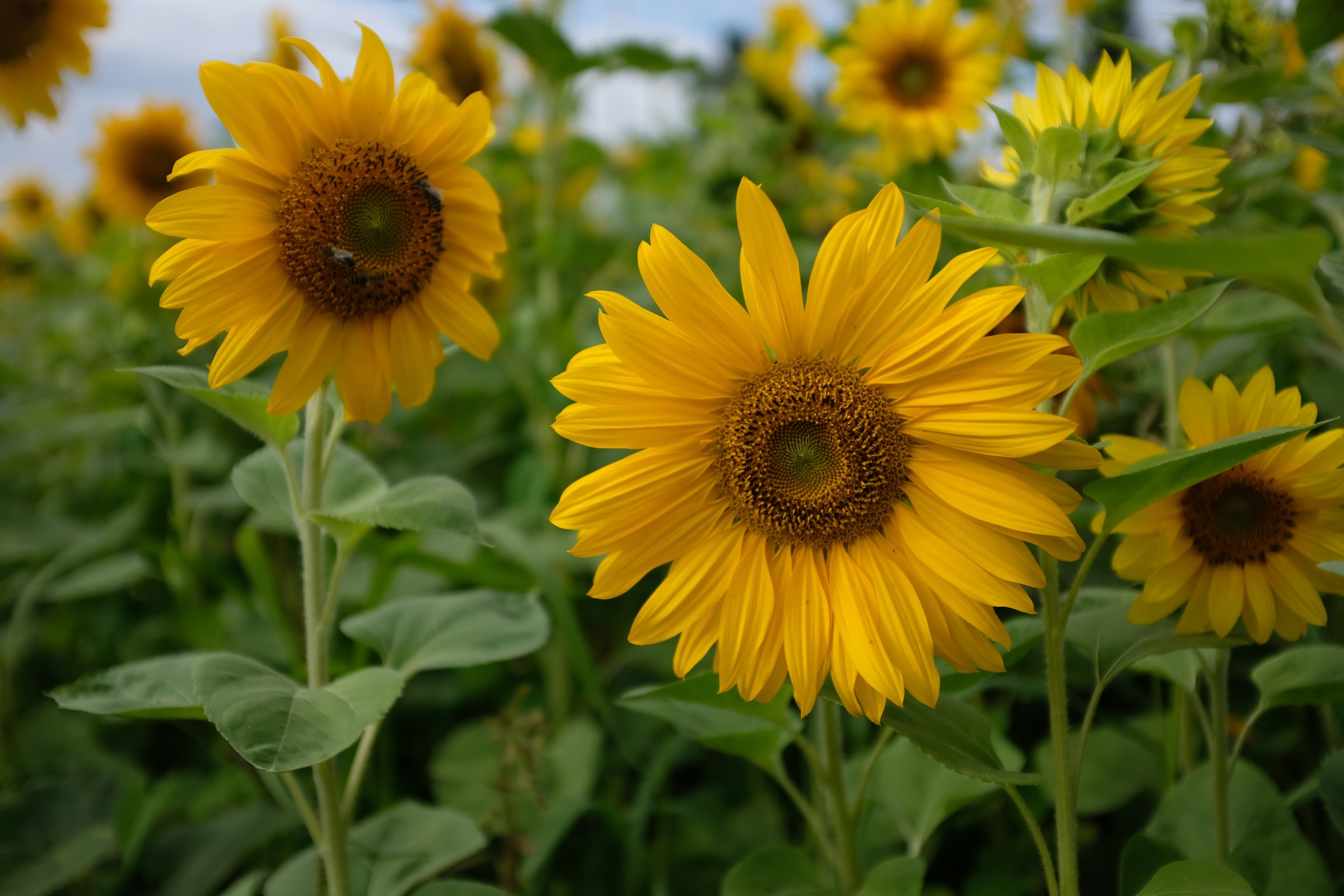 Swiss sunflower