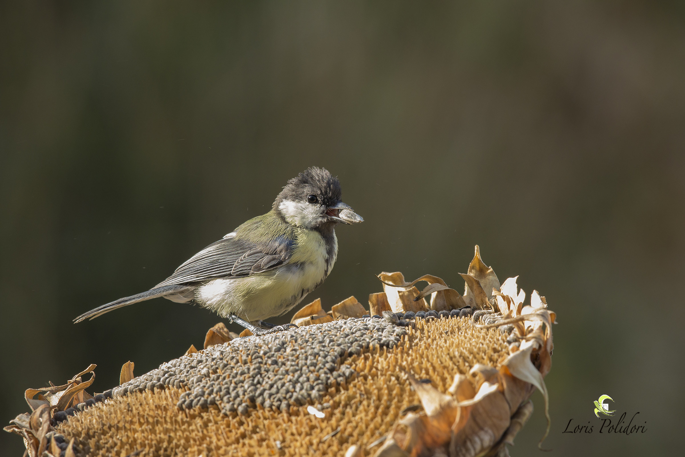Cinnamon on the sunflower