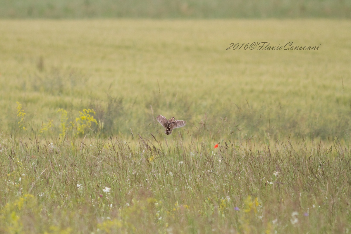 Quail flying in his environment