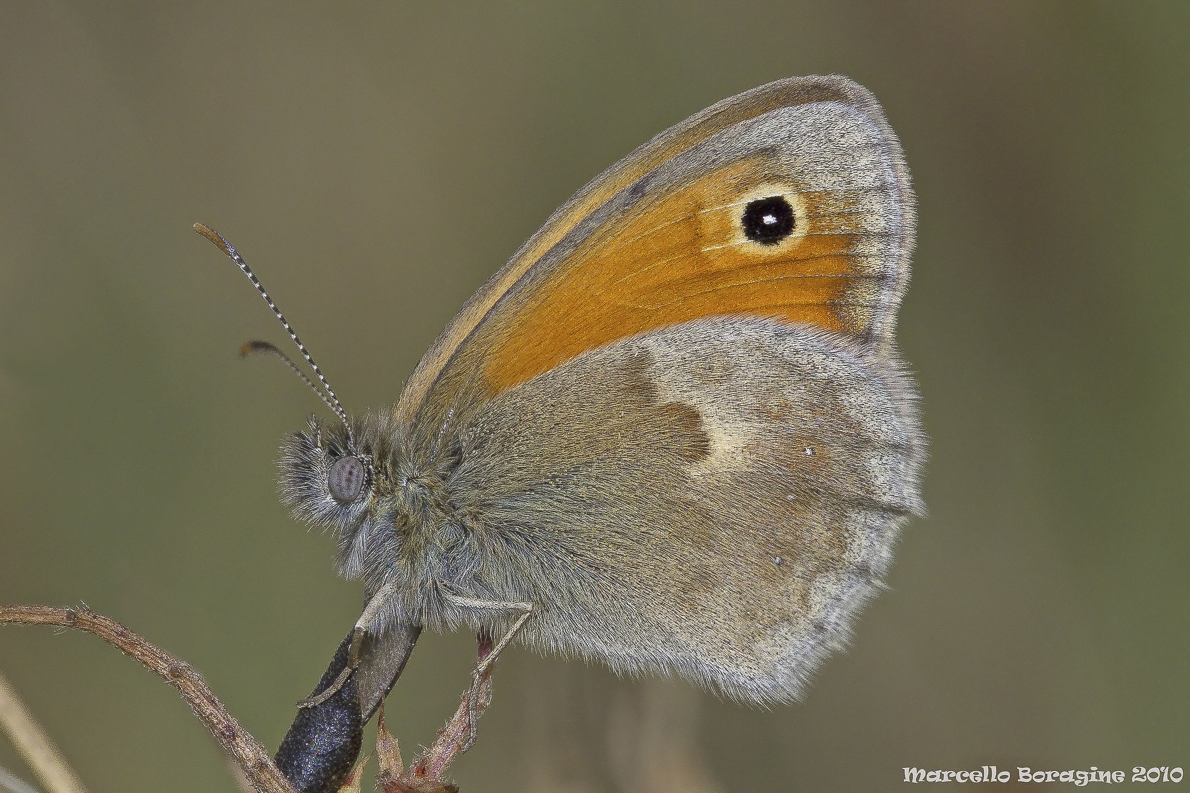 Coenonympha pamphilus