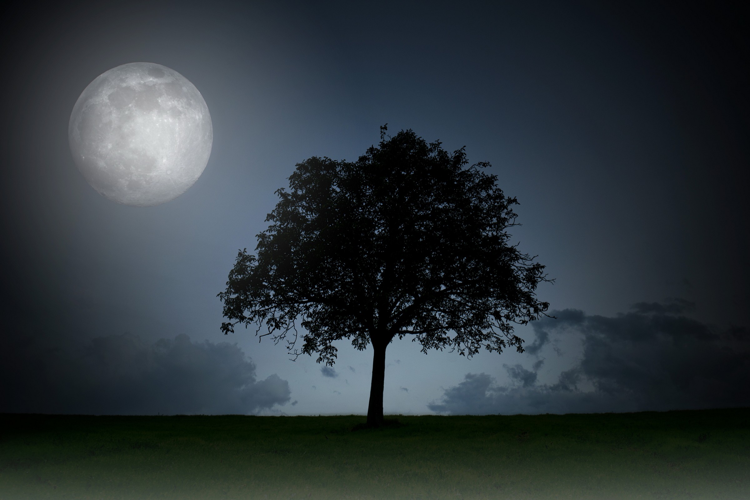 L'Albero dei Sogni Infranti