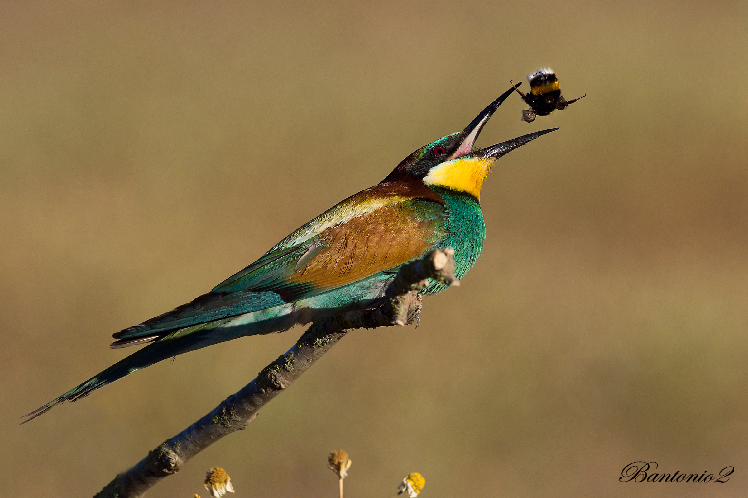 Cucumbers (Merops apiaster) 6.