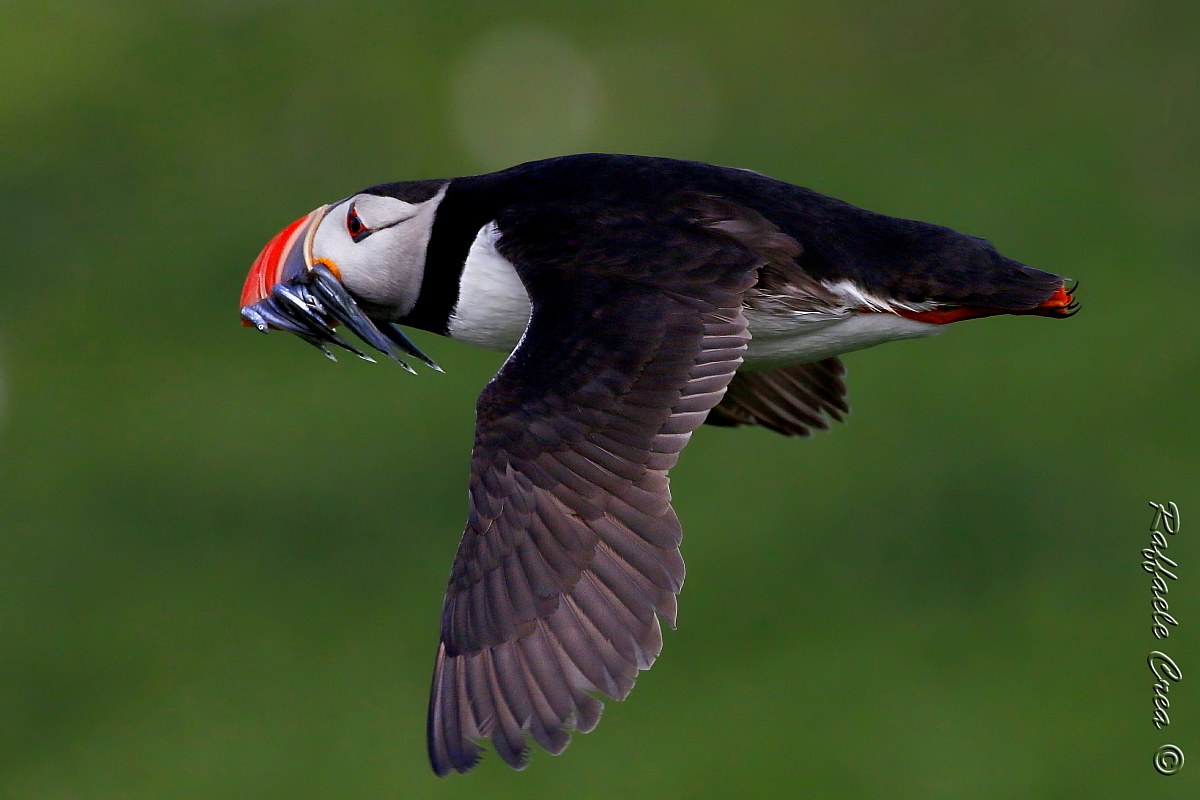 Puffin.Pulcinella of sea.