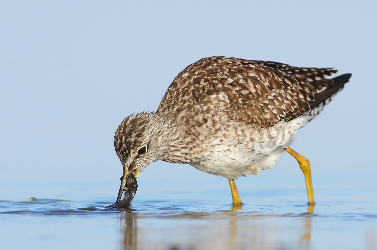 Pyro piro boschereccio