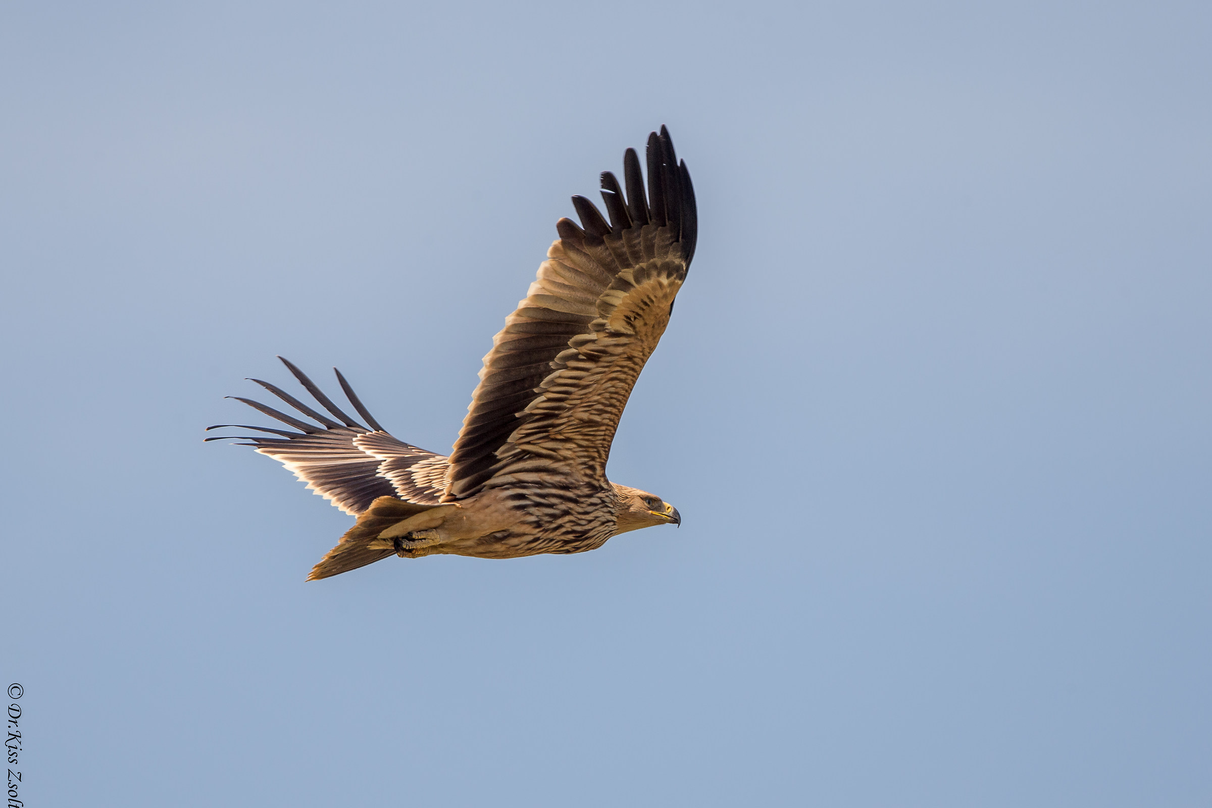 Aquila imperiale giovanile