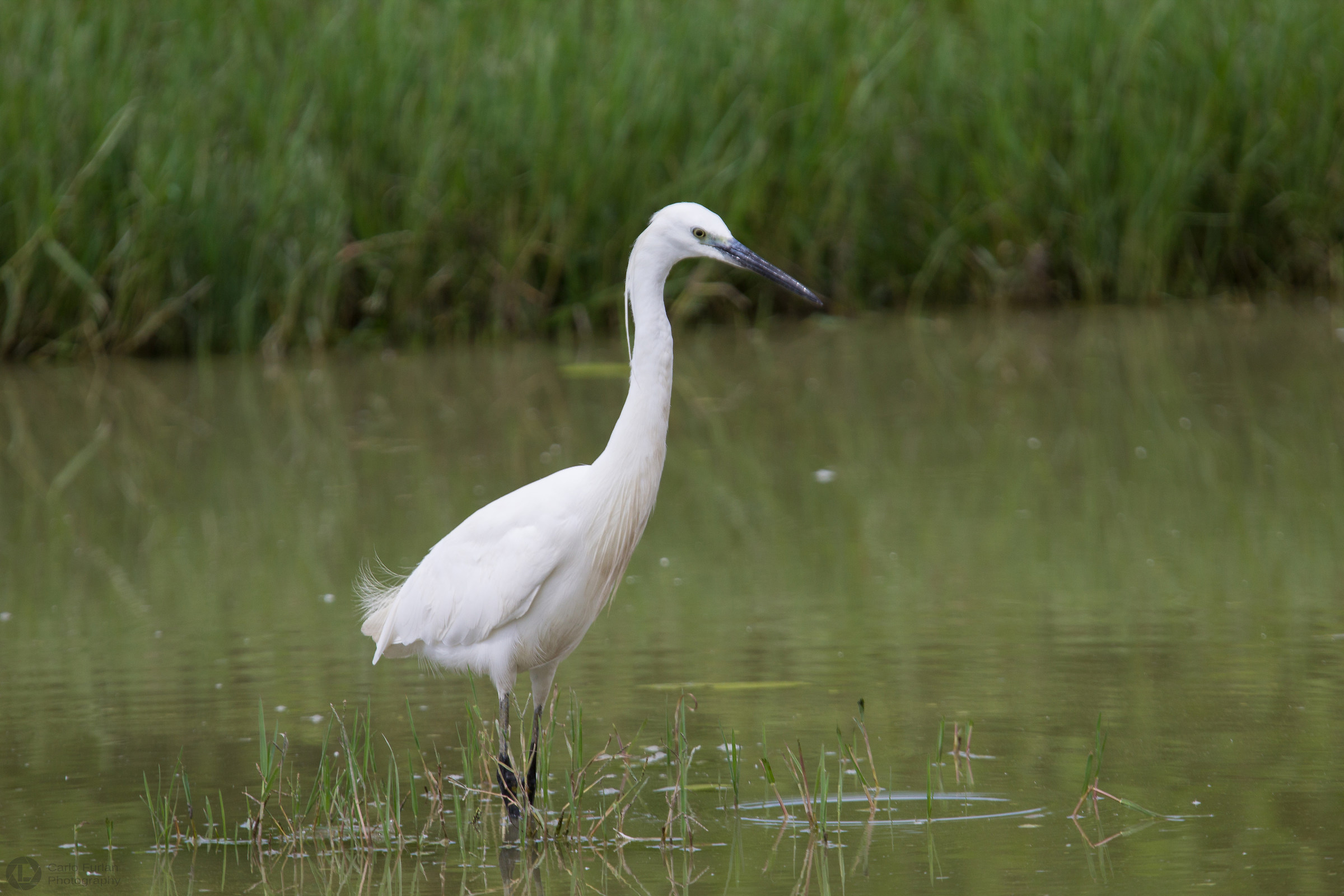 egret