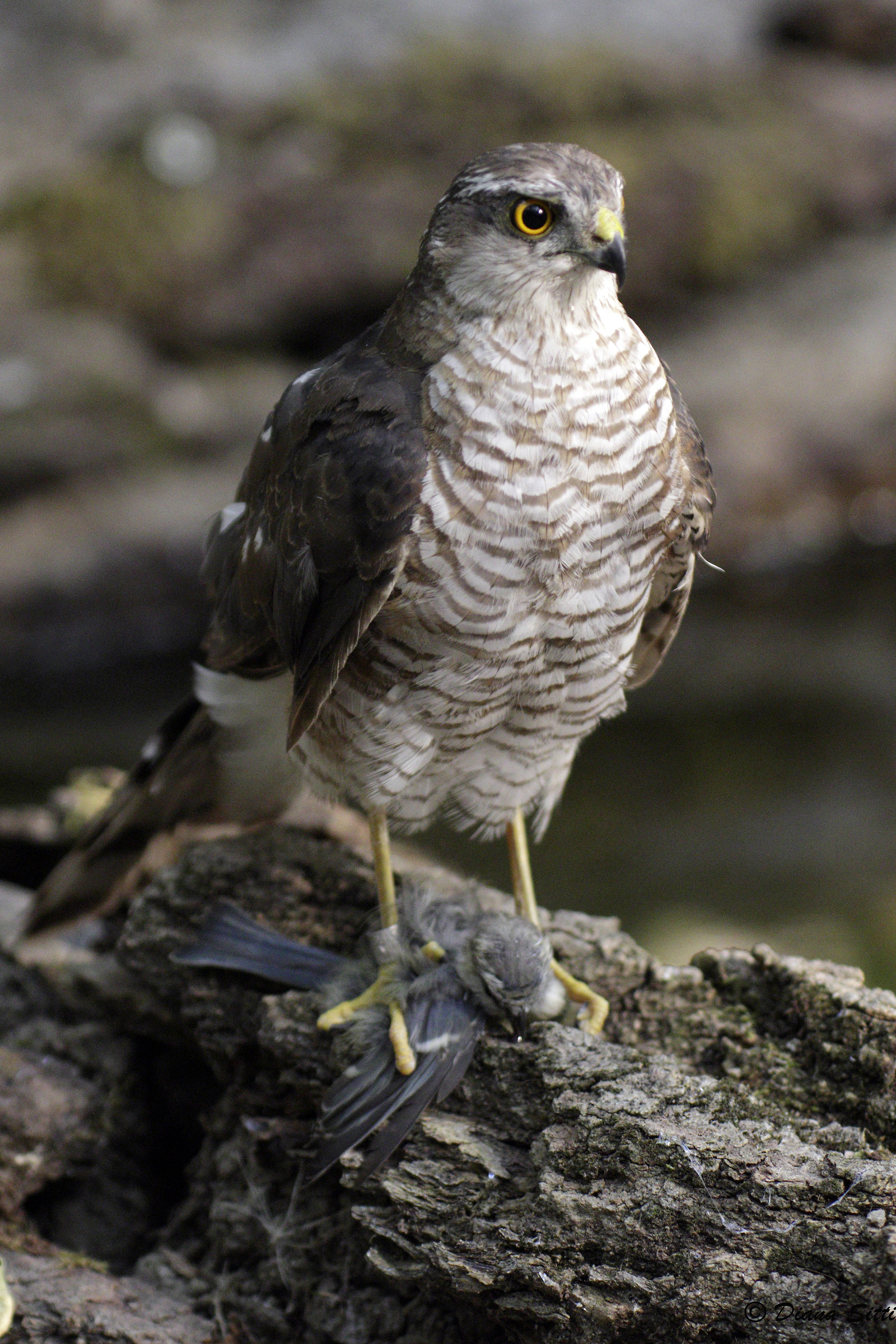 Cinciarella predata da Sparviere