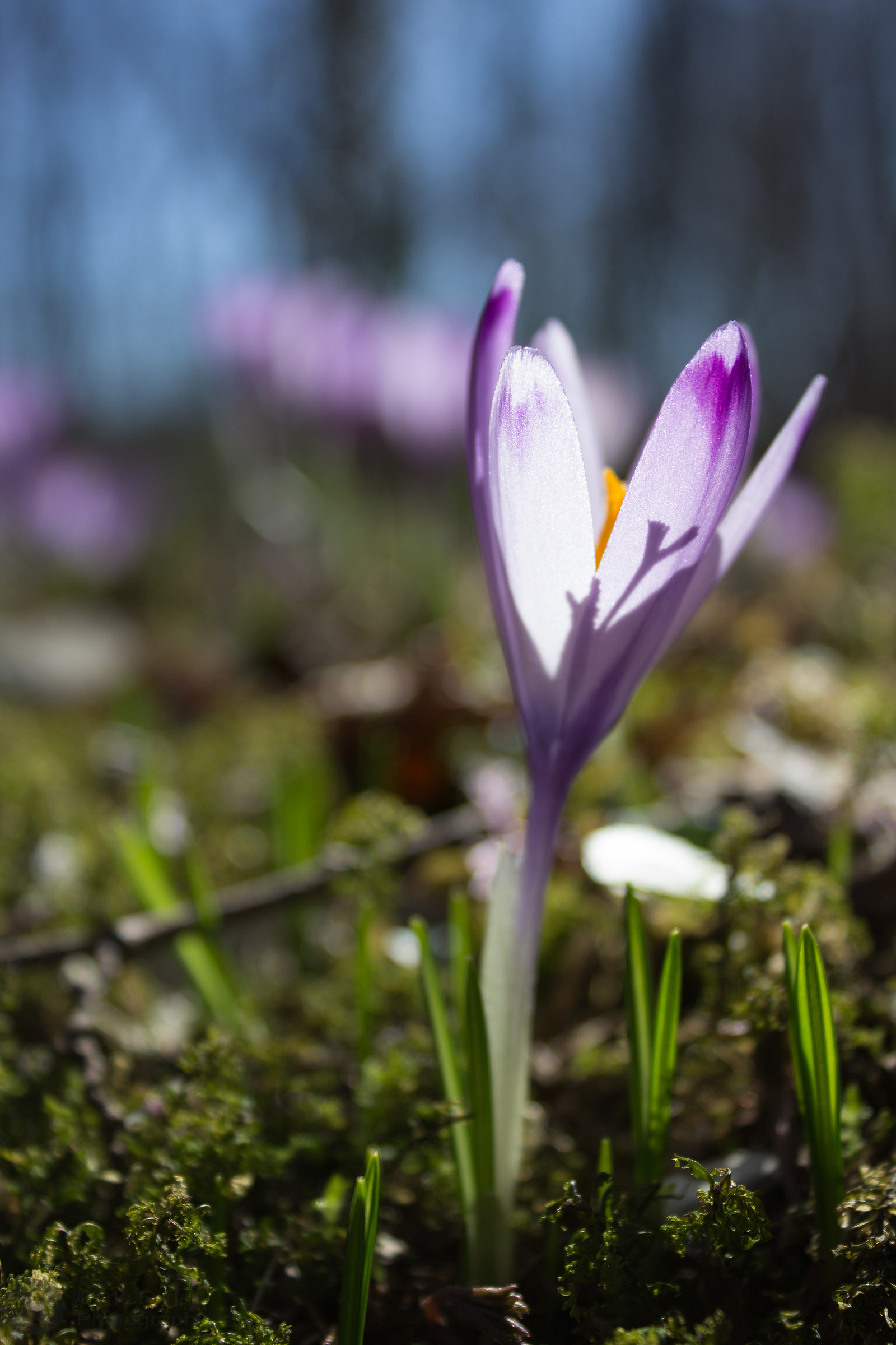 Crocus