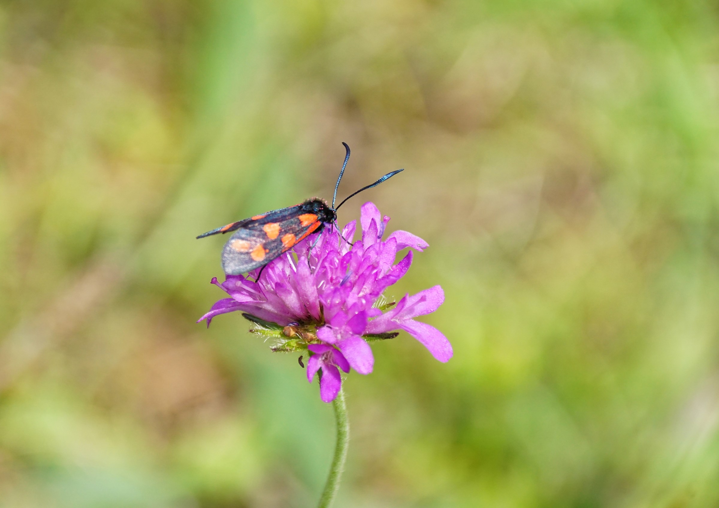 Zygaena carniolica che si nutre