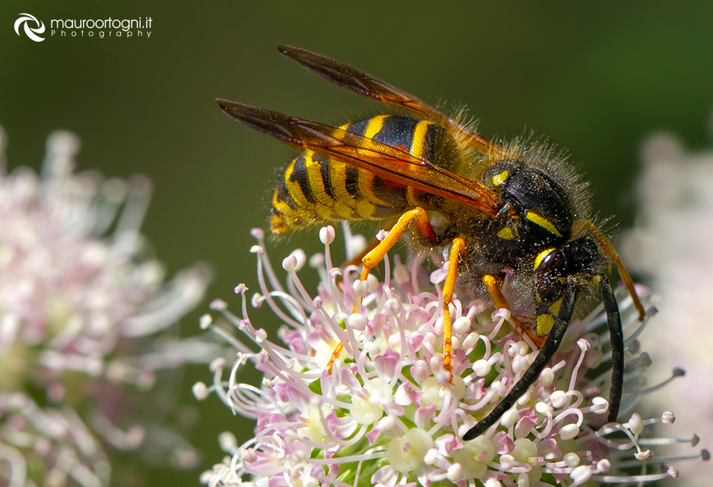 Vespa cornuta