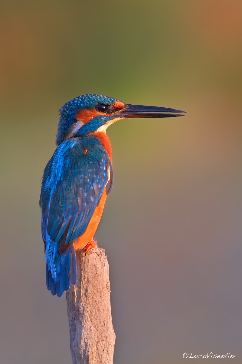 Kingfisher