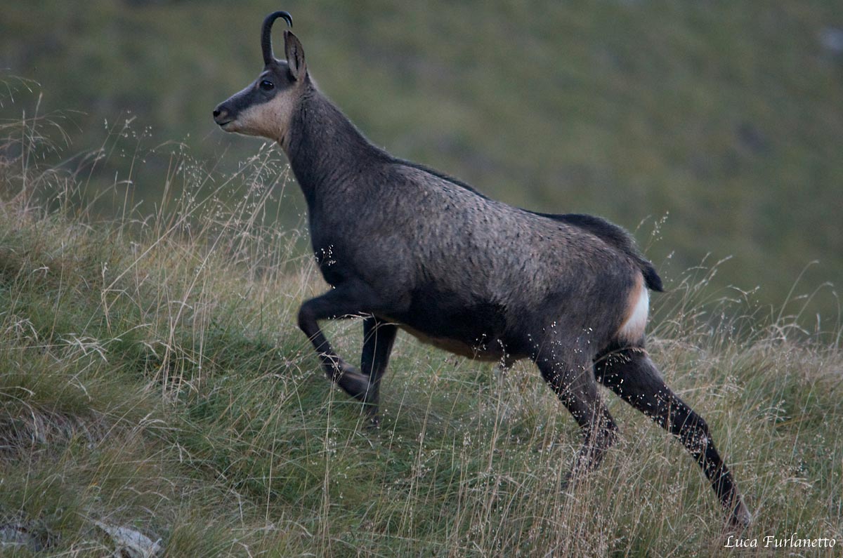 camoscio