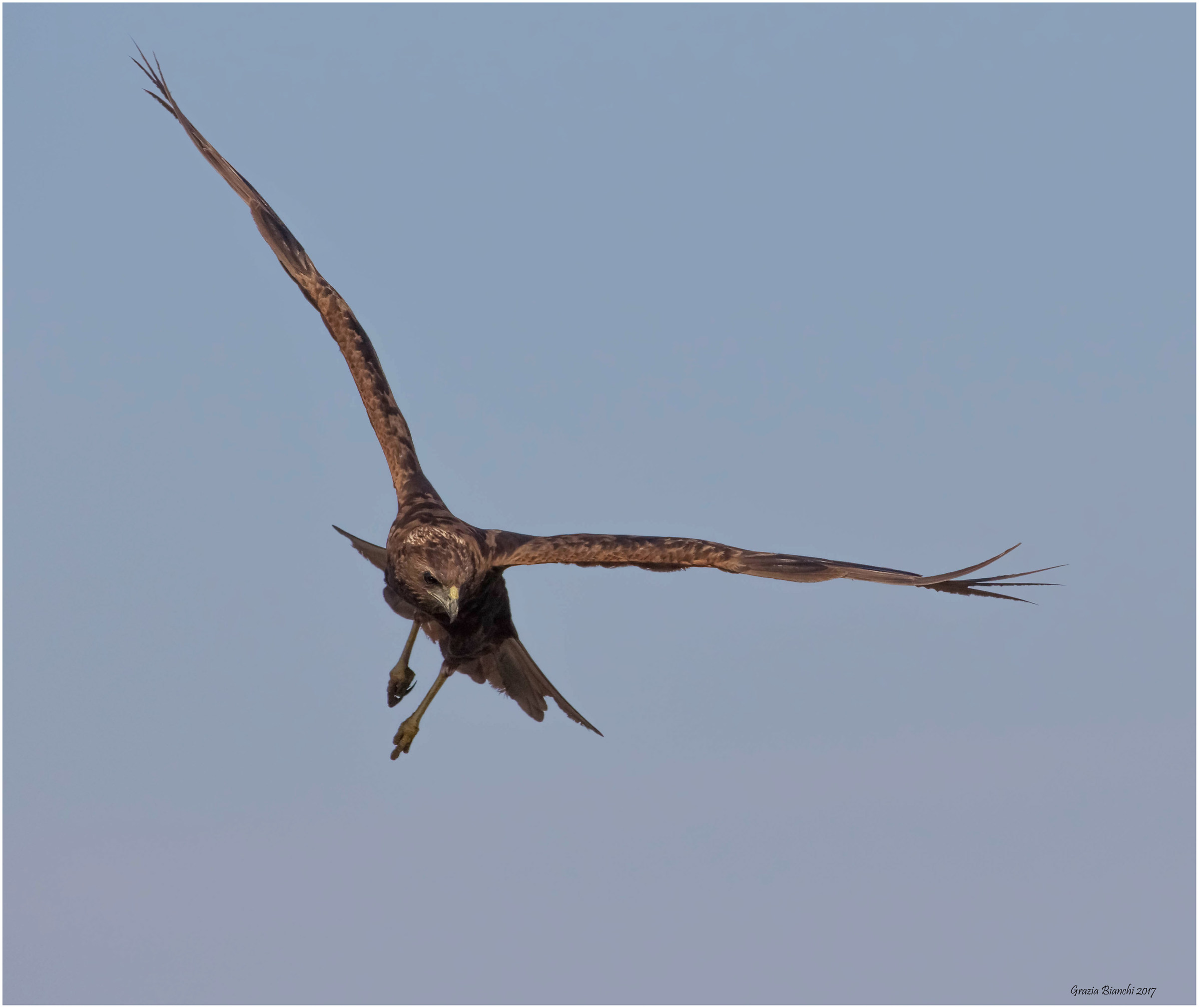 falco di palude - Parco della Piana