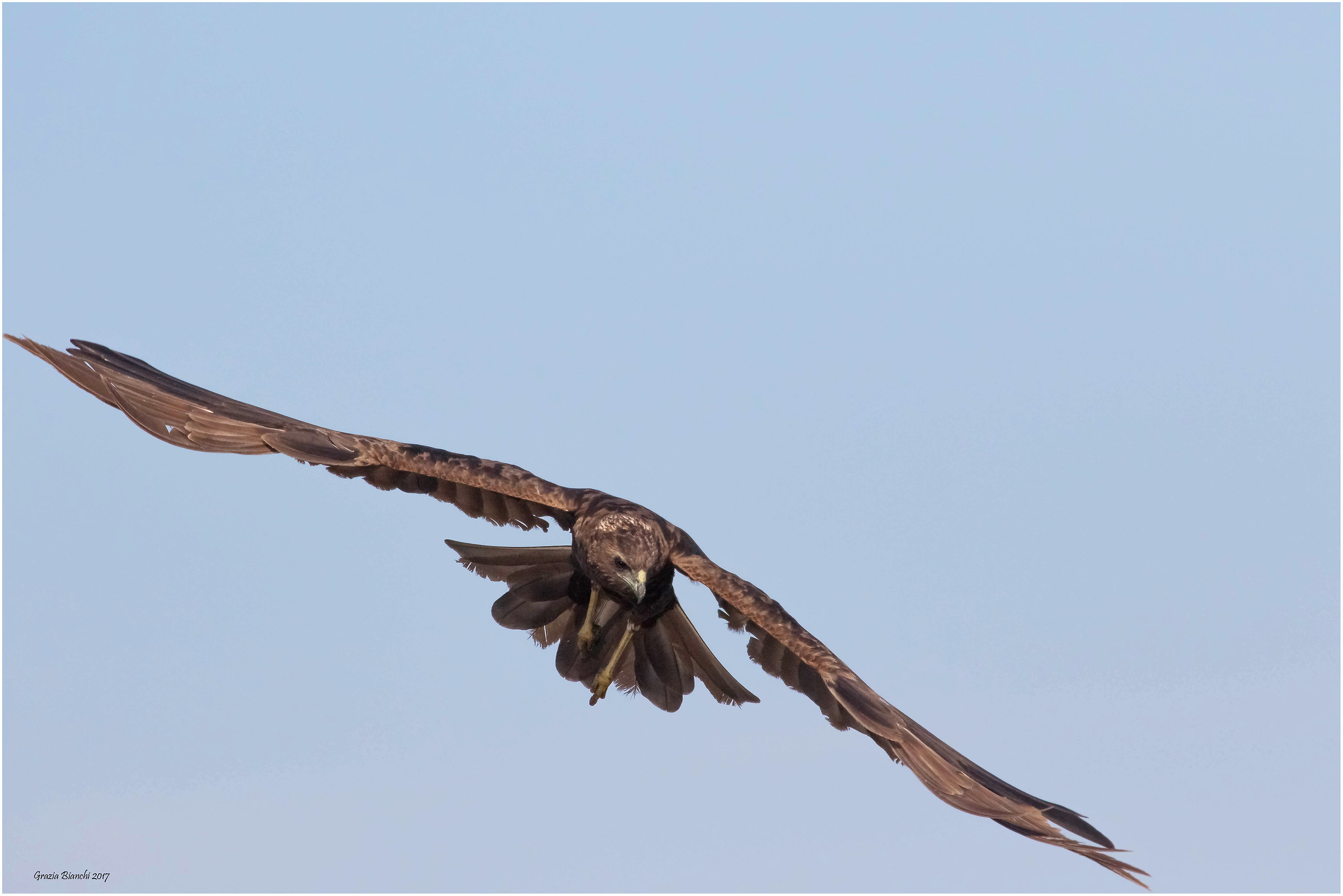 Falco di palude - Parco della Piana