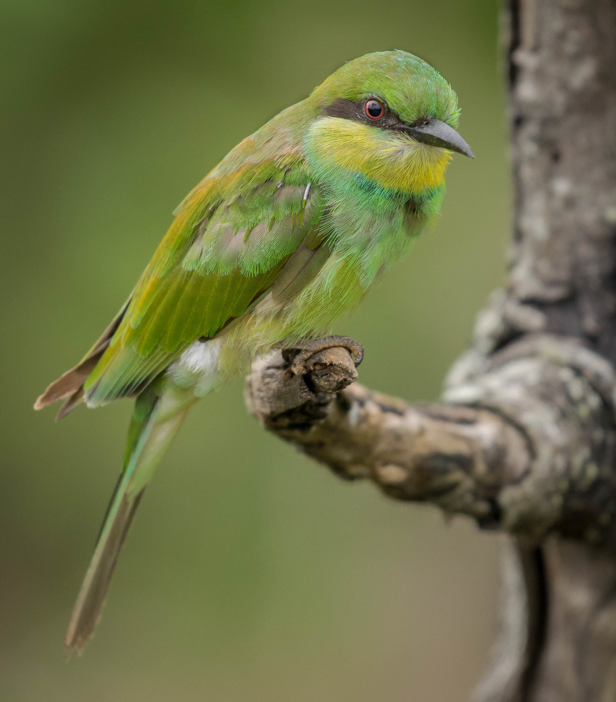 Green bee-eater