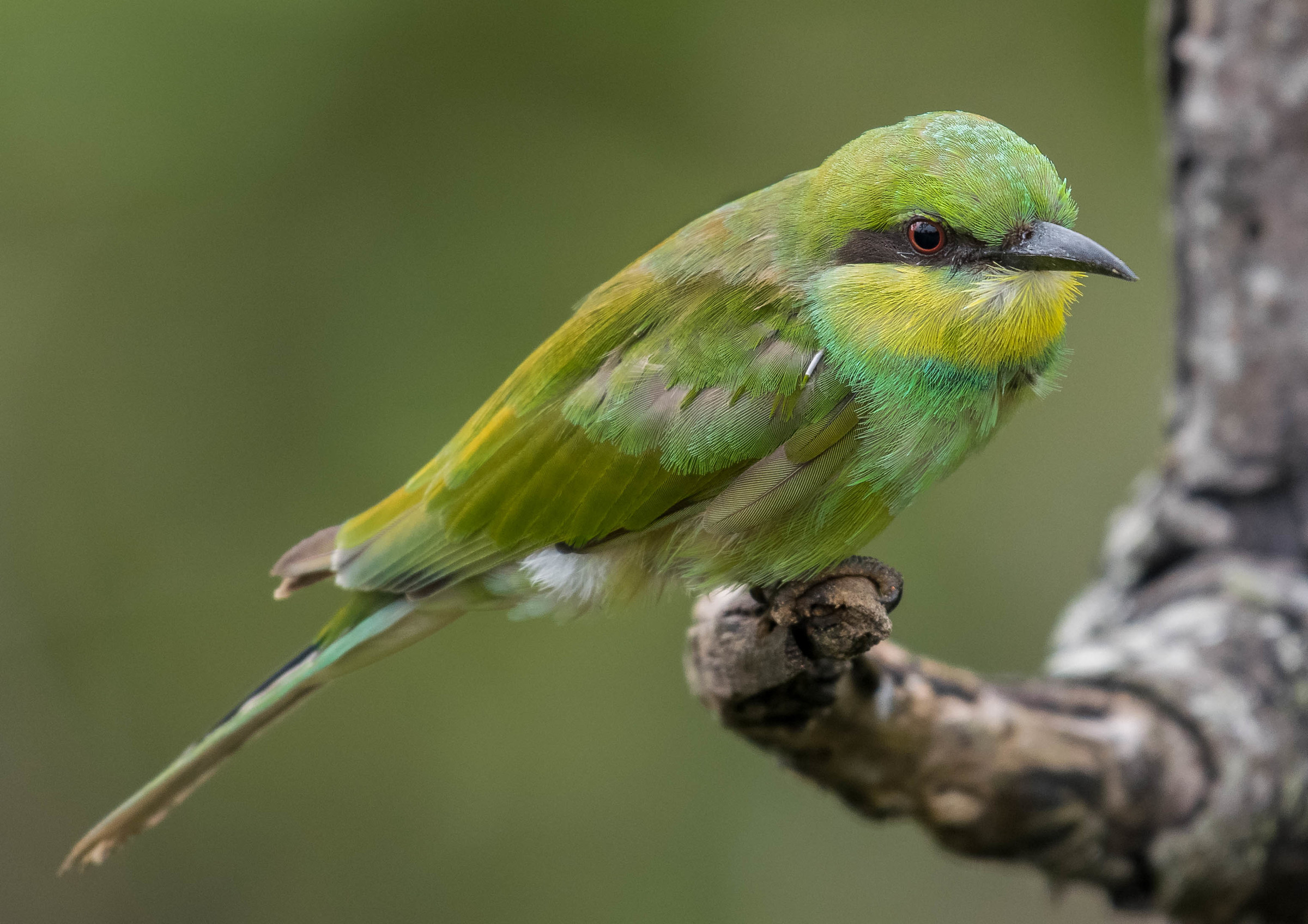 Green bee-eater