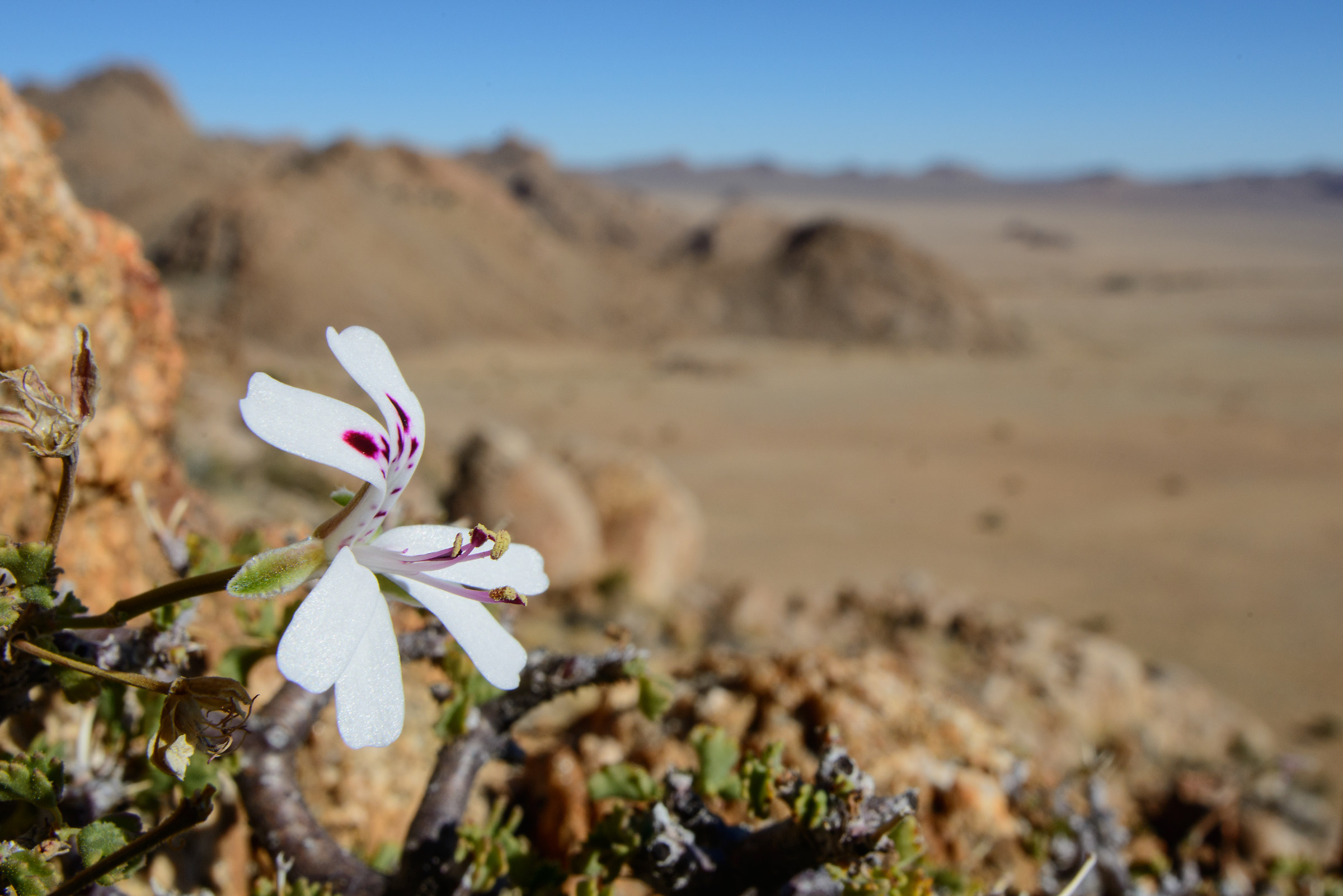 Fioritura spontanea sulle Aus Mountains (geranio)