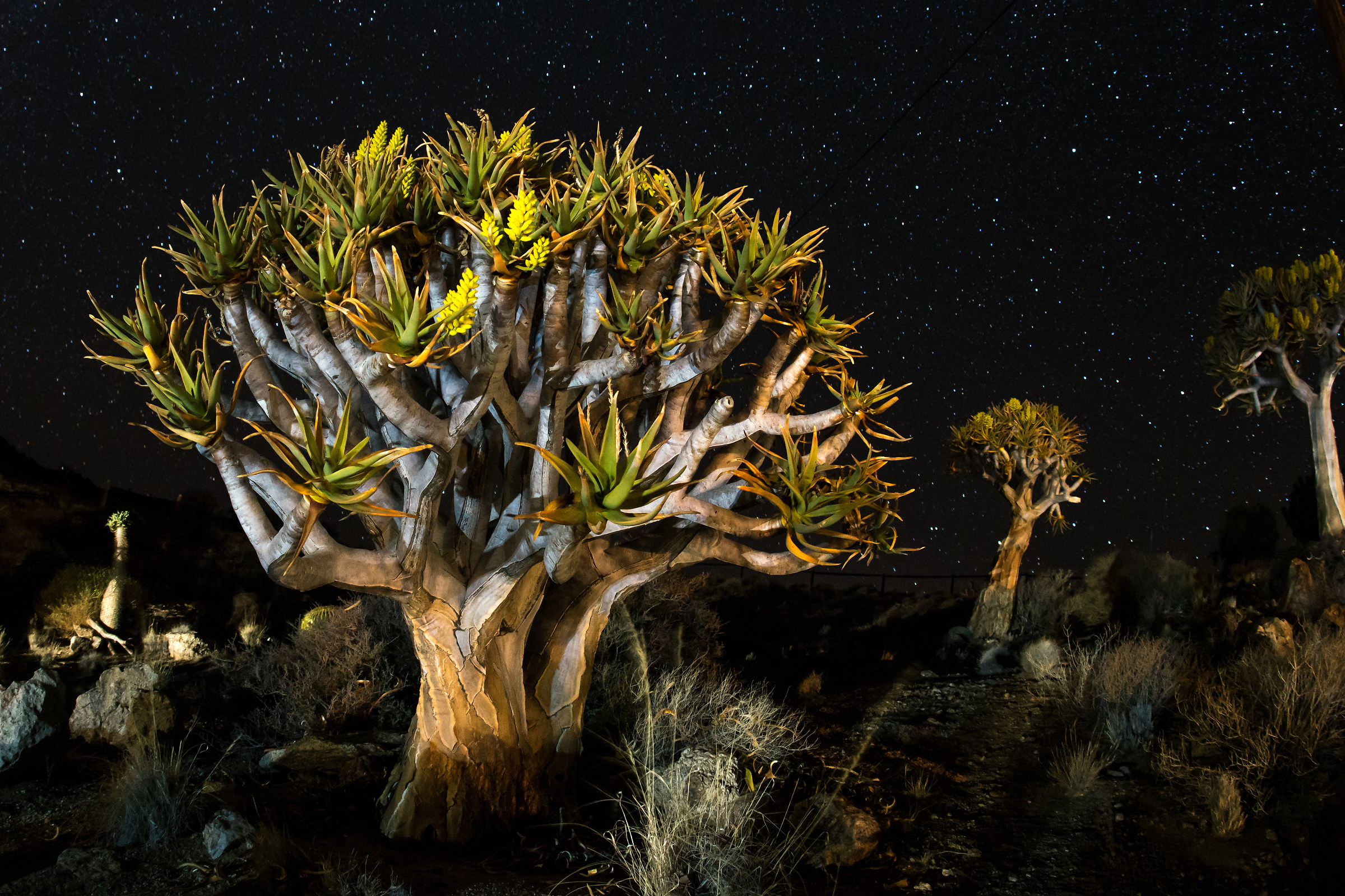 Notturna tra gli alberi faretra (Aloe dichotoma)