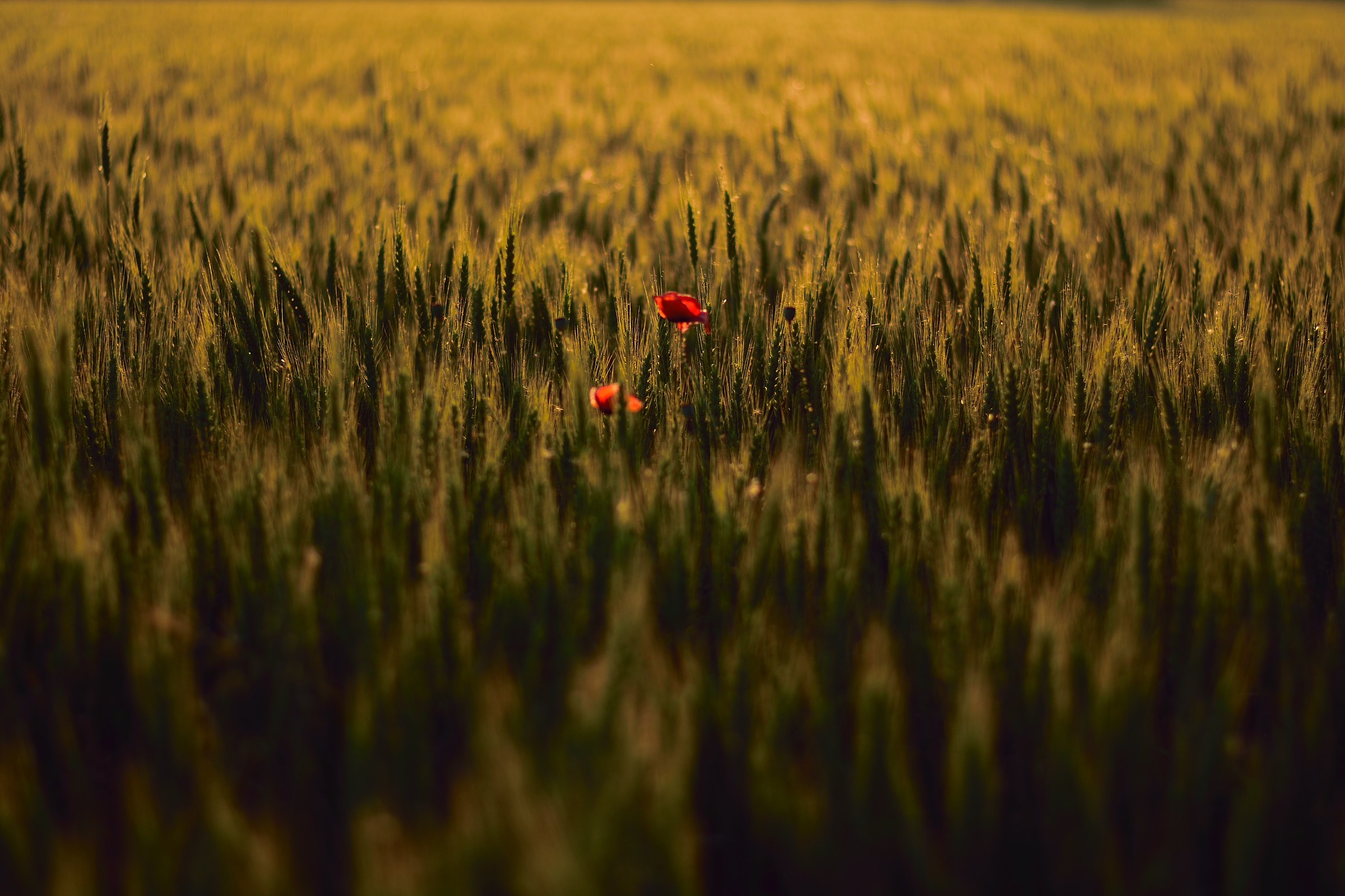 Poppies on barley