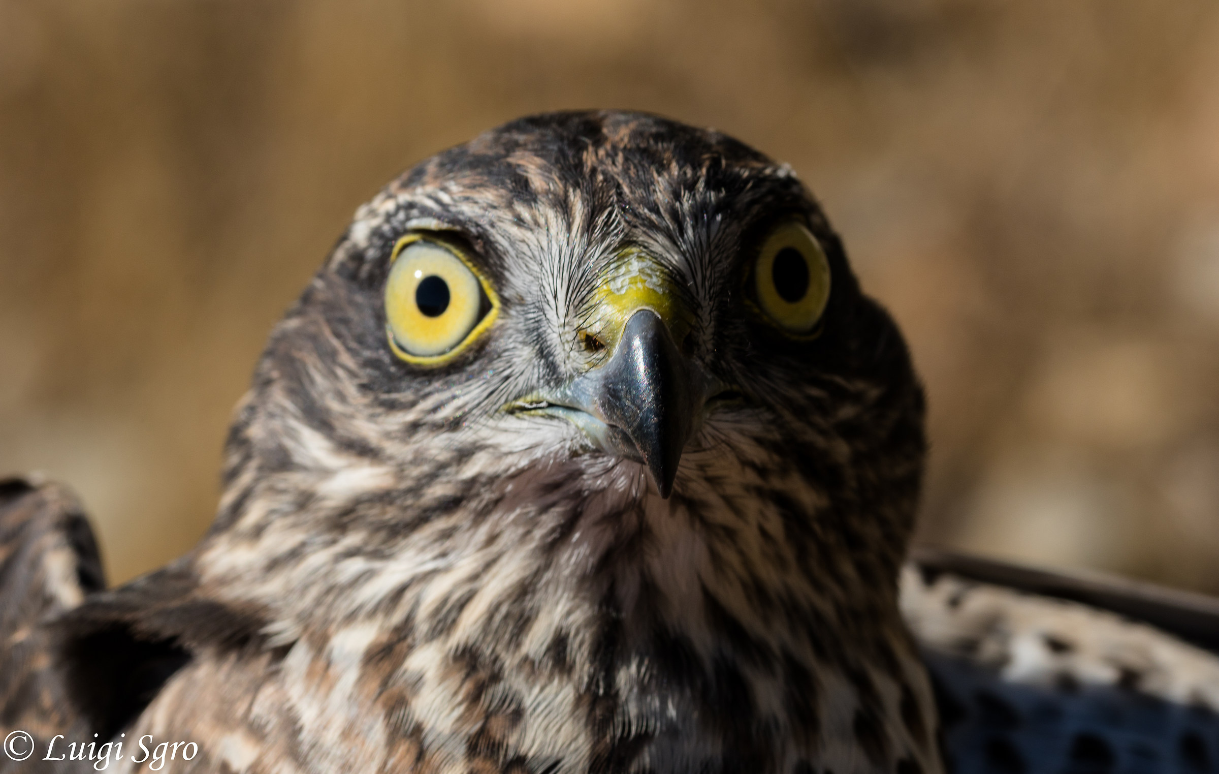 Primo piano sparviere