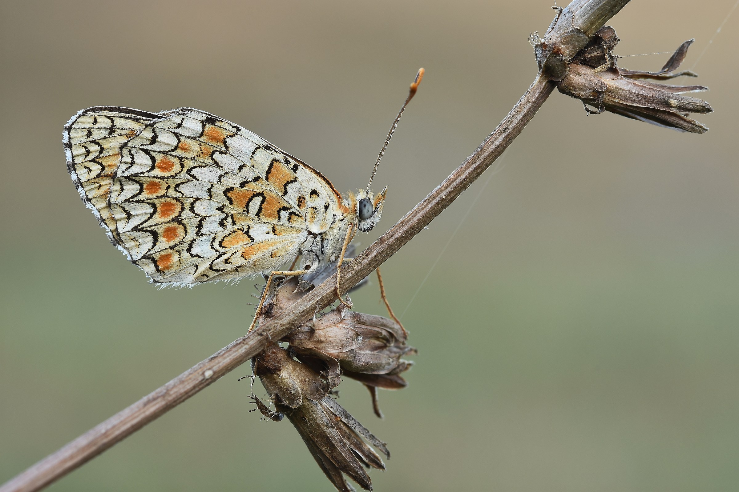 Melitaea didyma