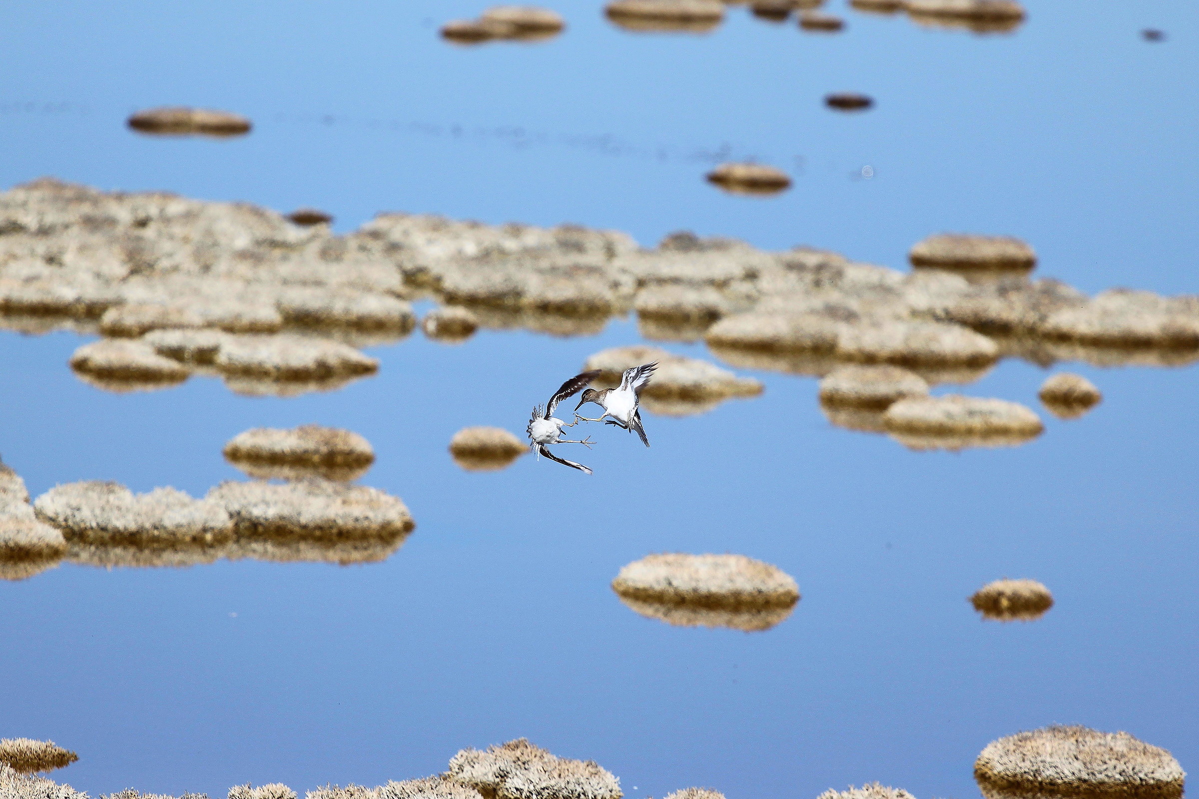 Piro piro vs piro piro