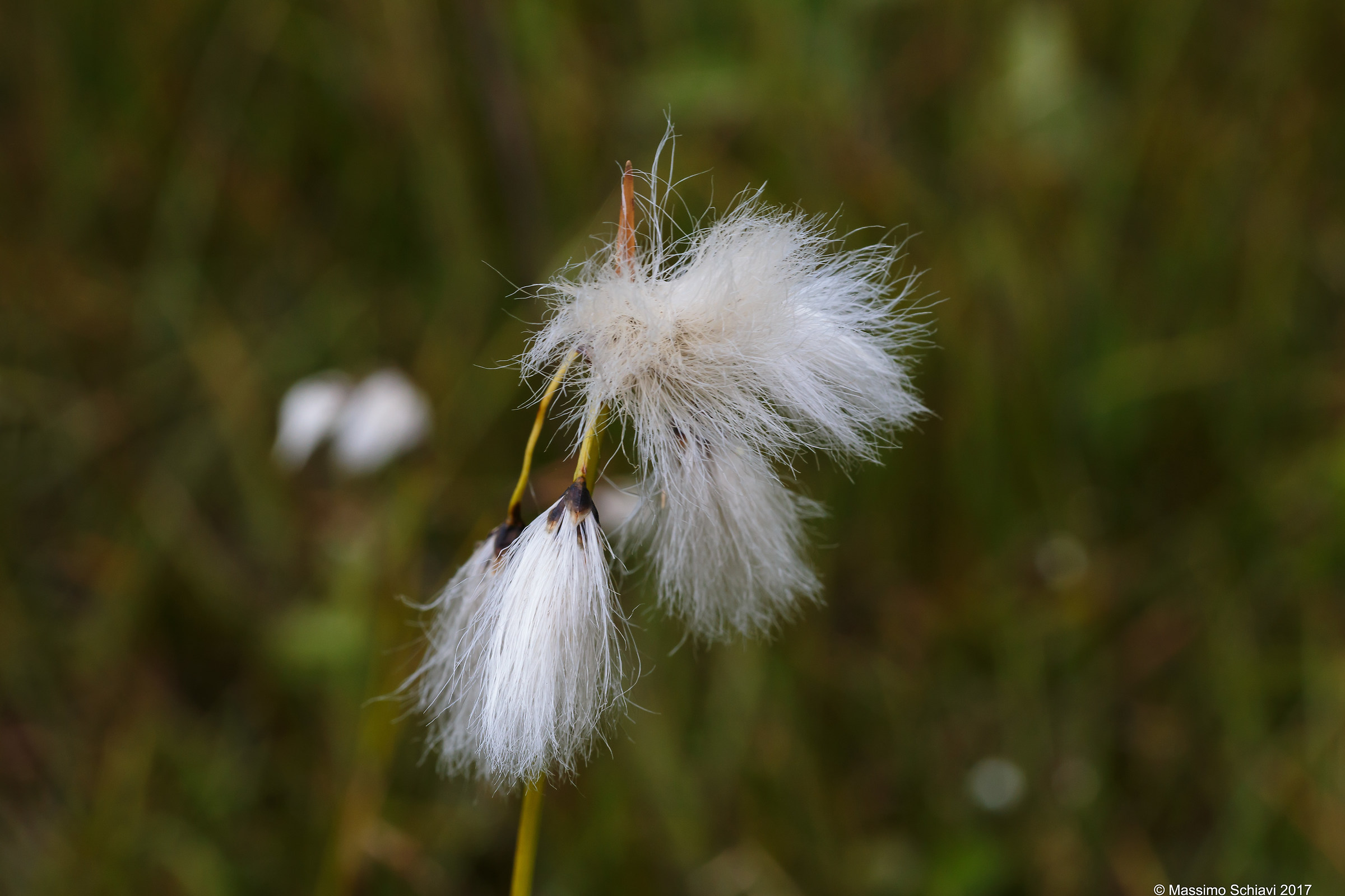 Eriophorum angustifolium - Eryophore with narrow leaves