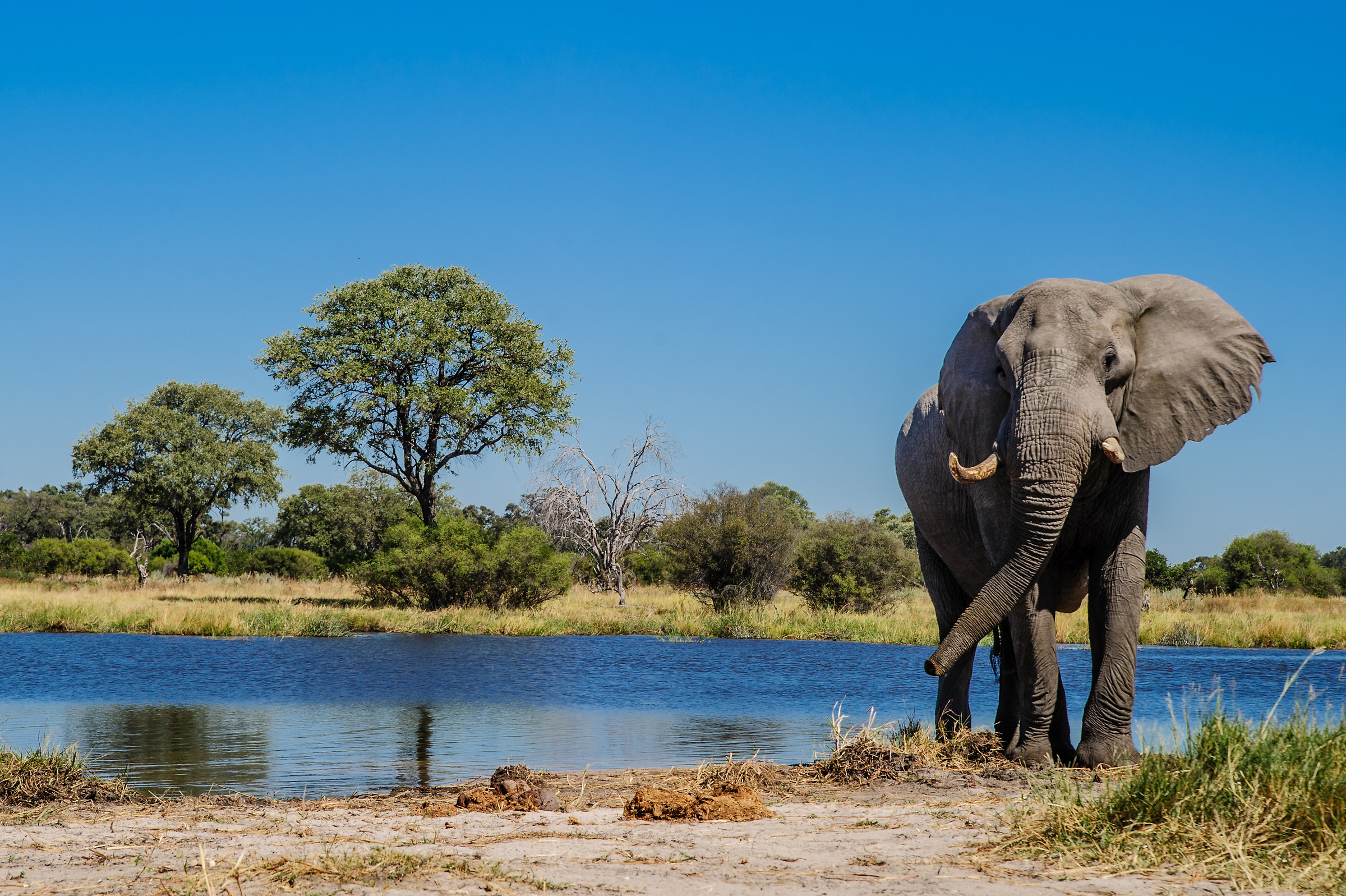 Elefante nella Savana