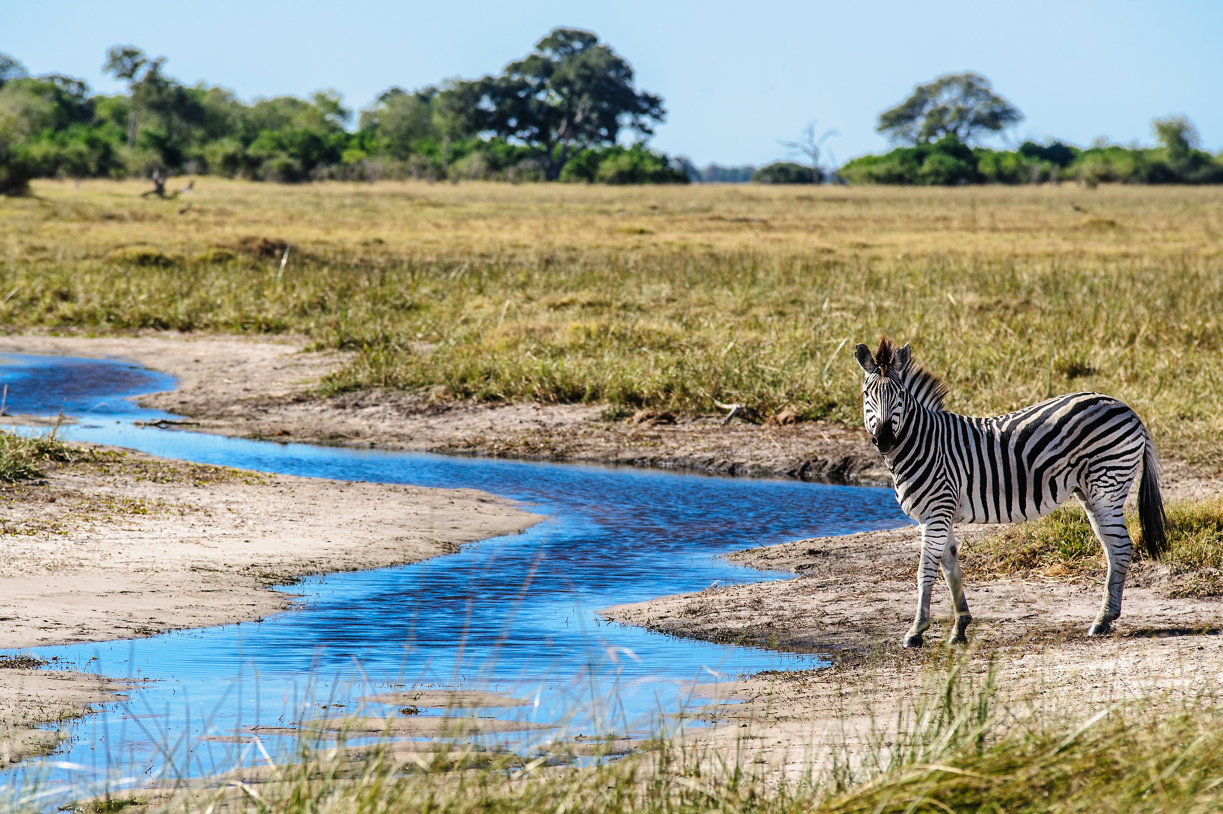 Zebra nella Savana