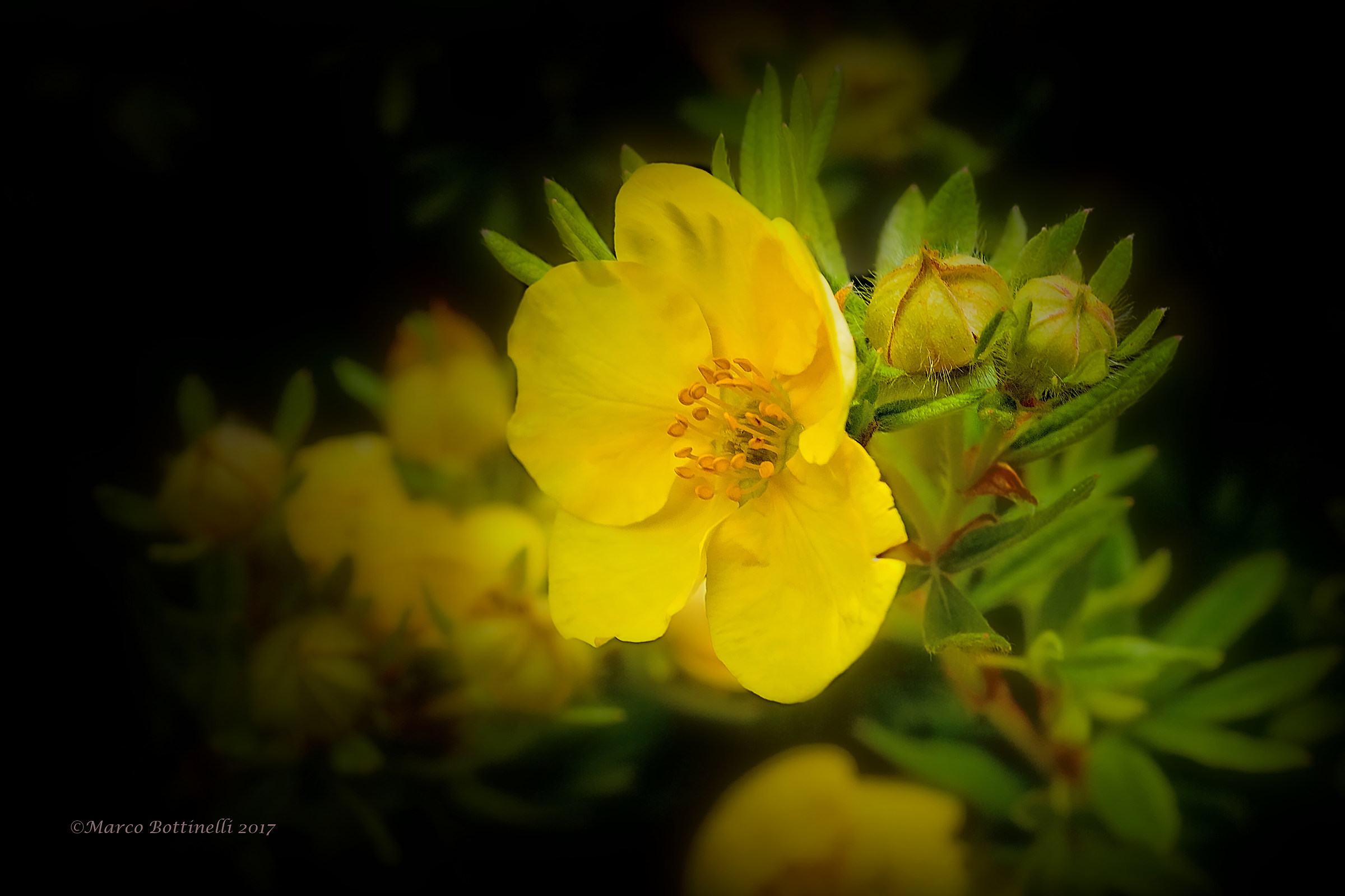 Helianthemum (Eliantemo) alpestre