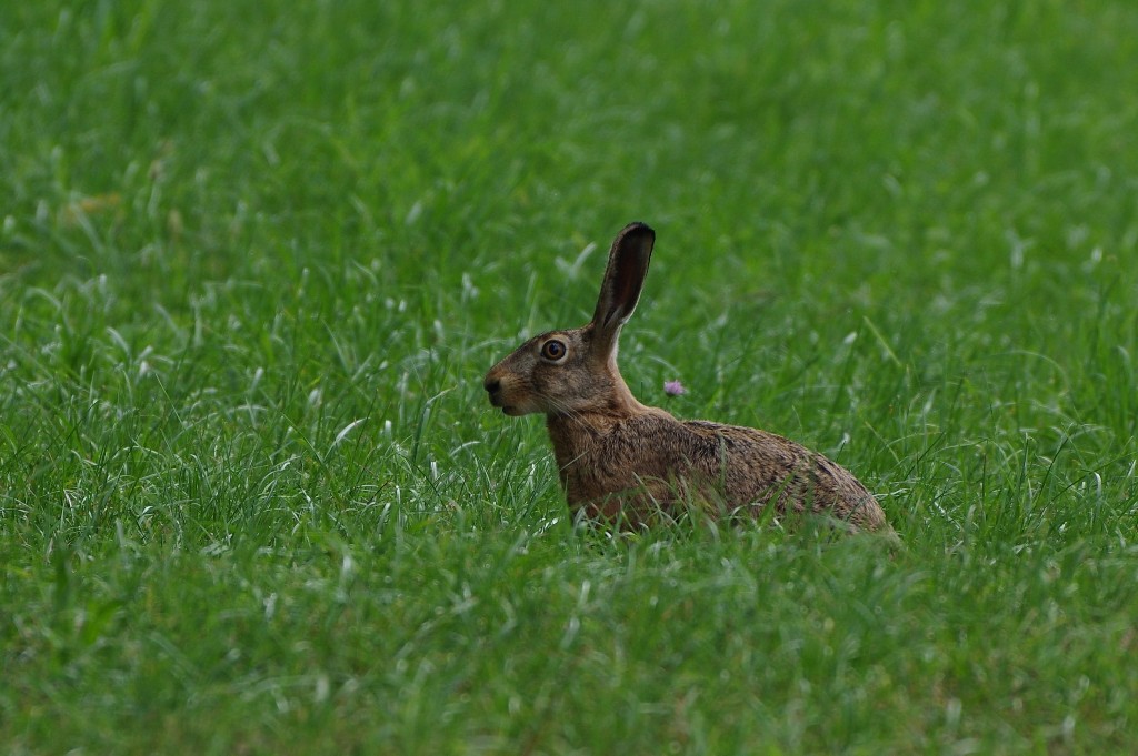 Lepre (Lepus europaeus)