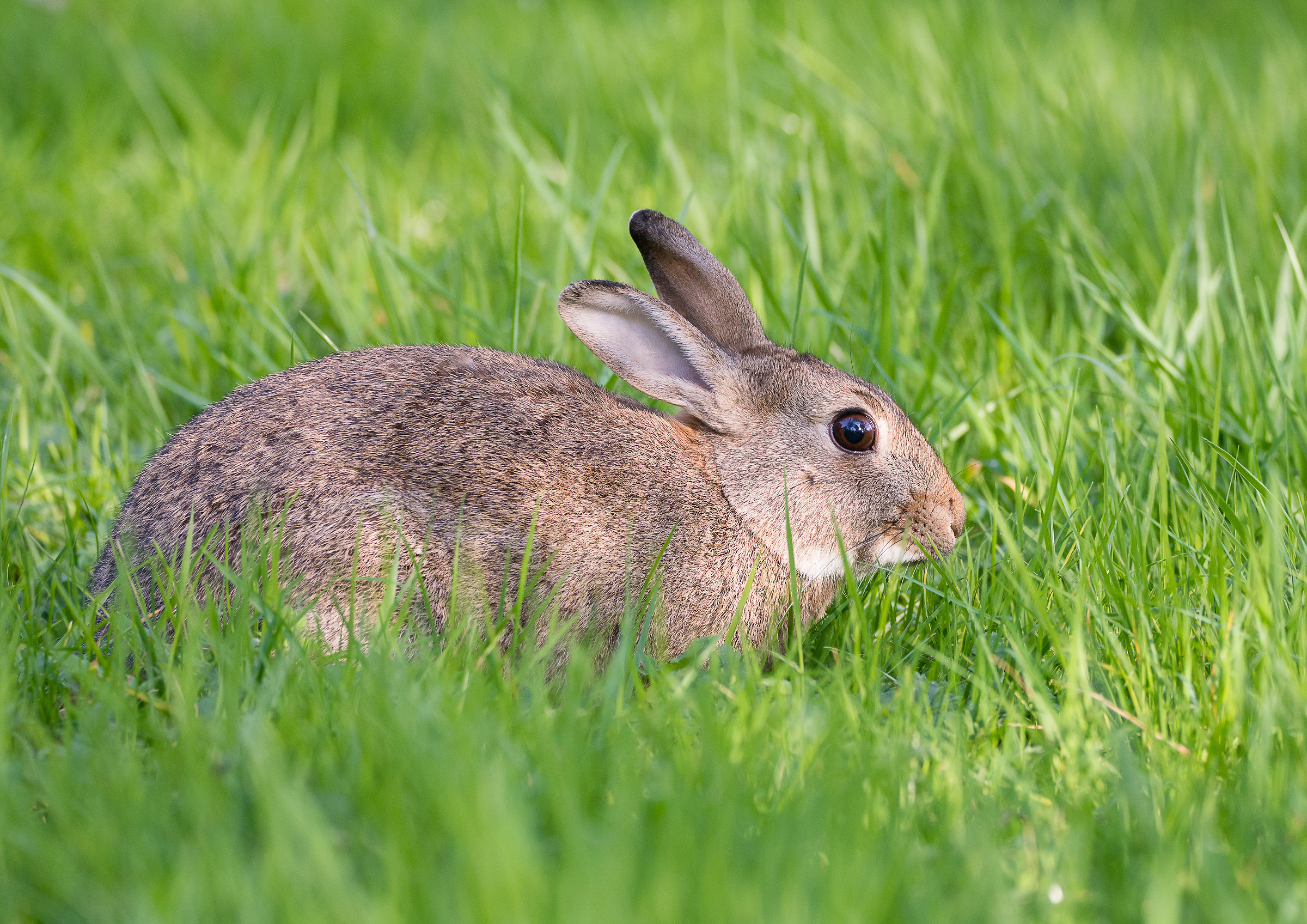 Rabbit in Fota Garden