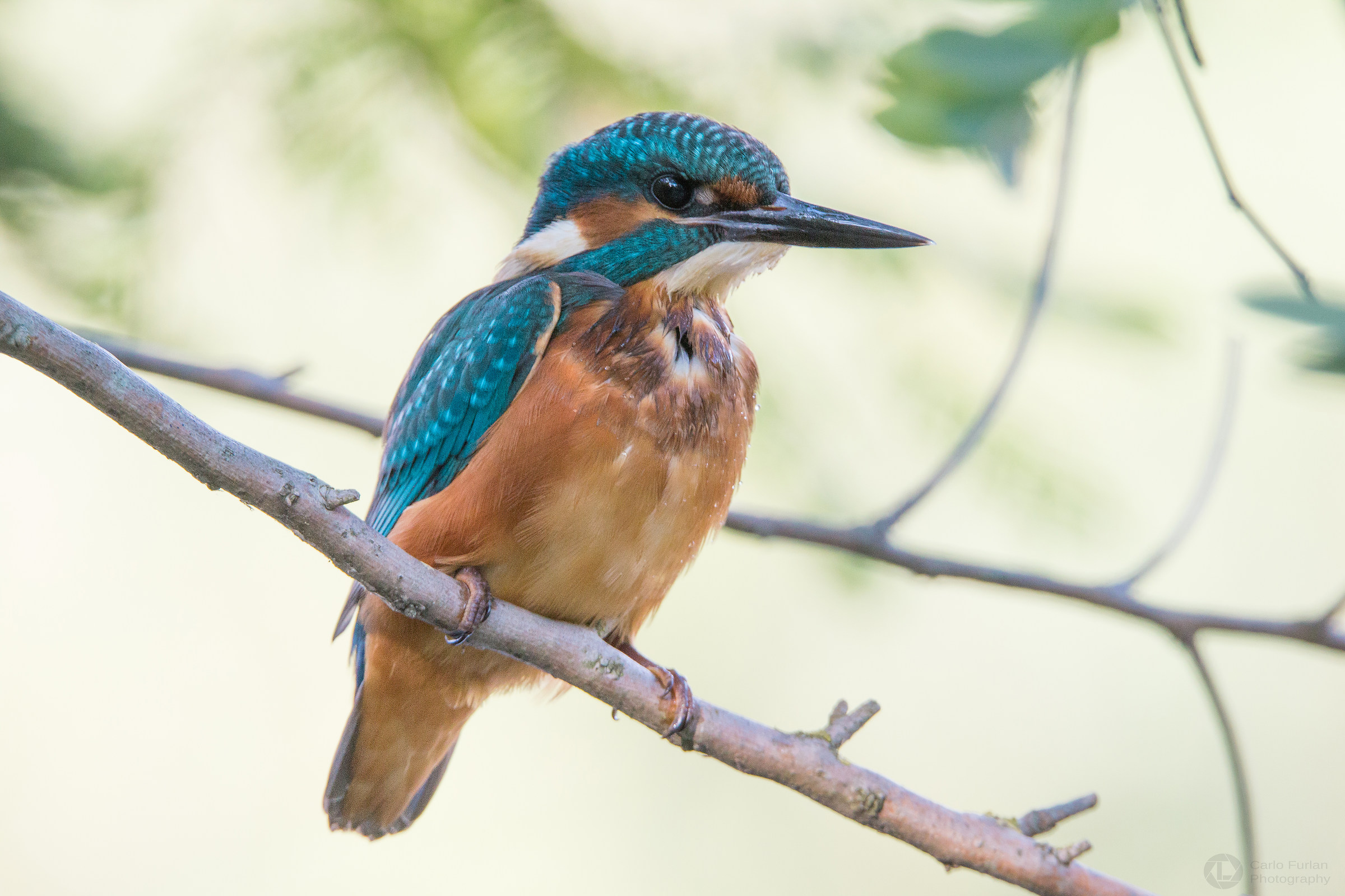 kingfisher