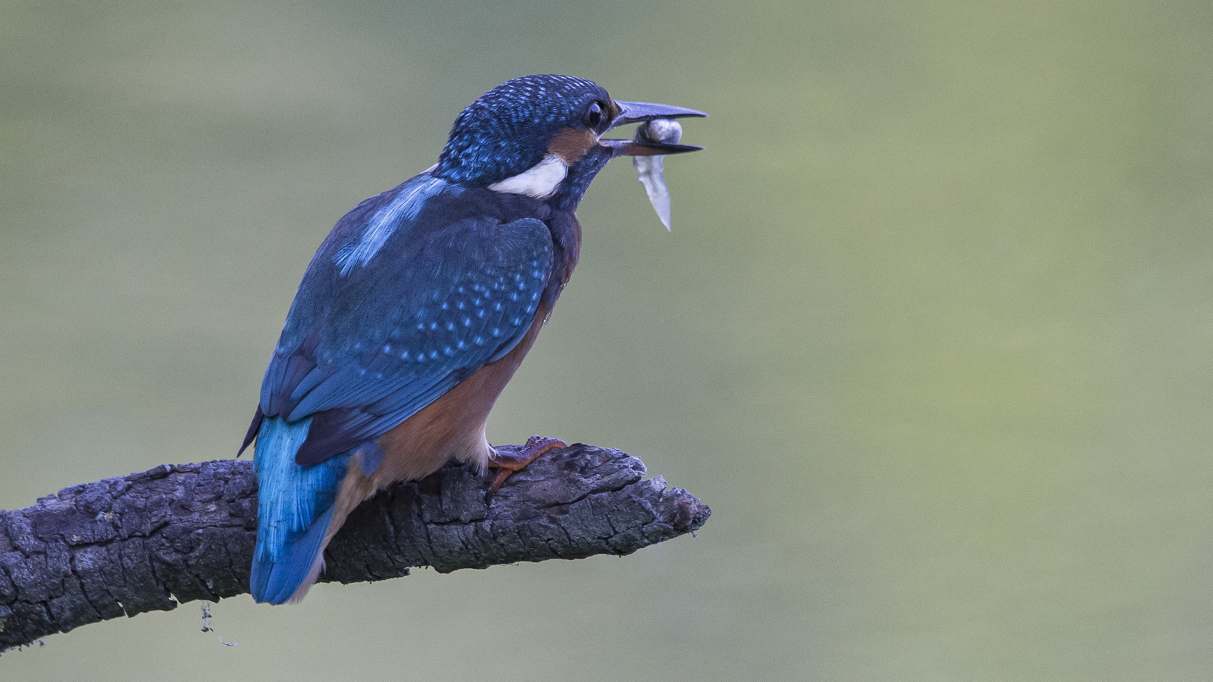 Today it magnifies ..