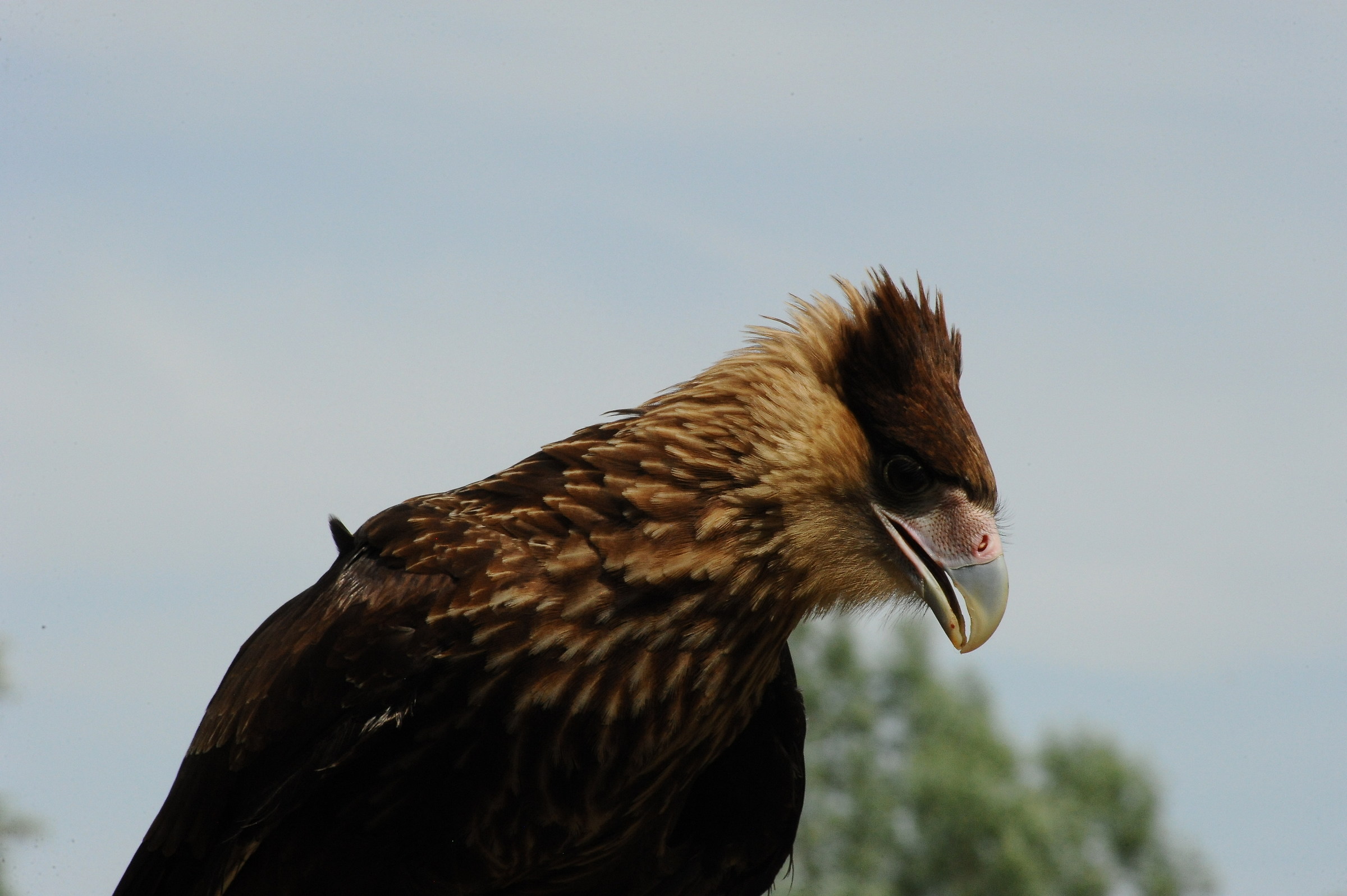 caracara