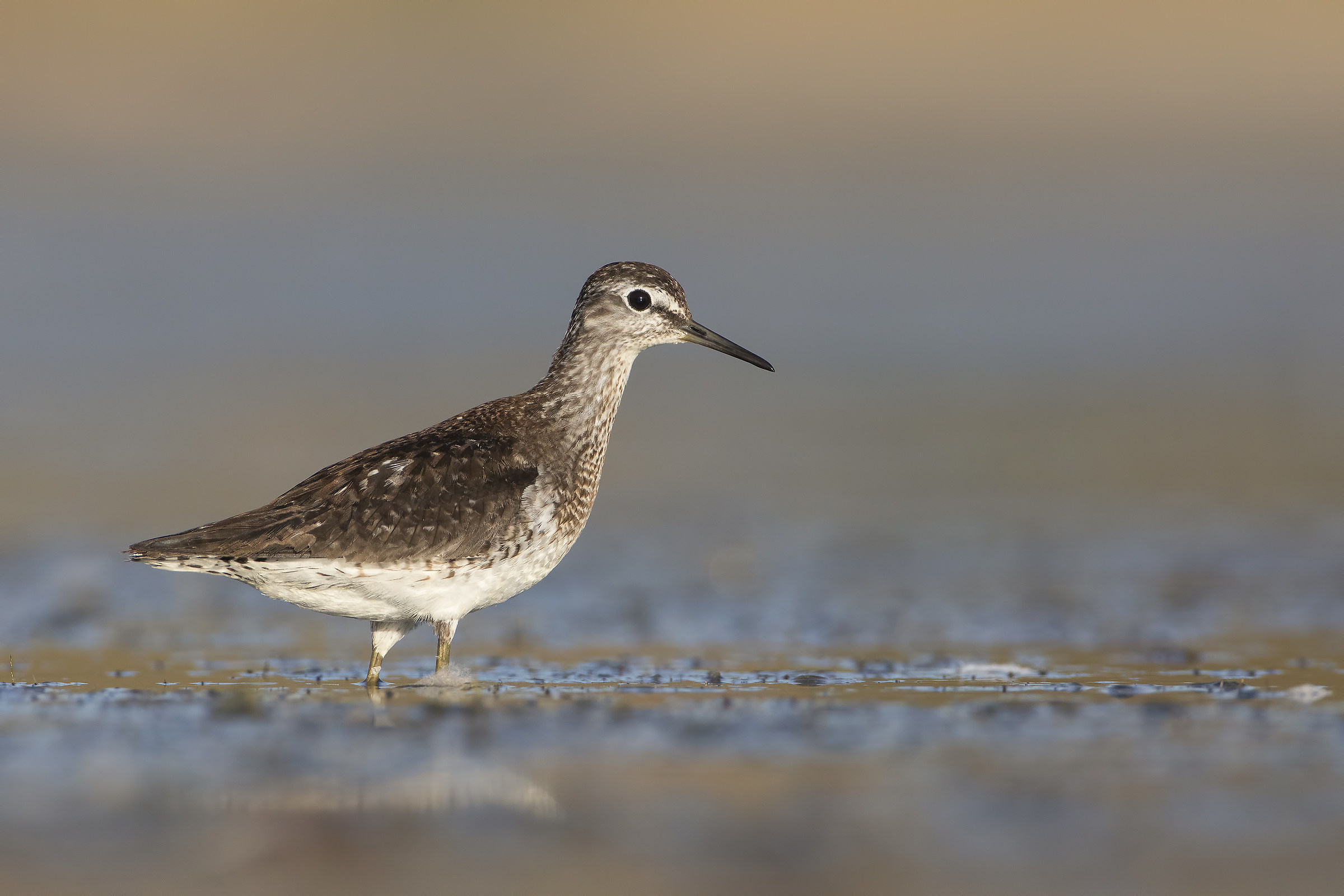 Piro Piro Boschereccio