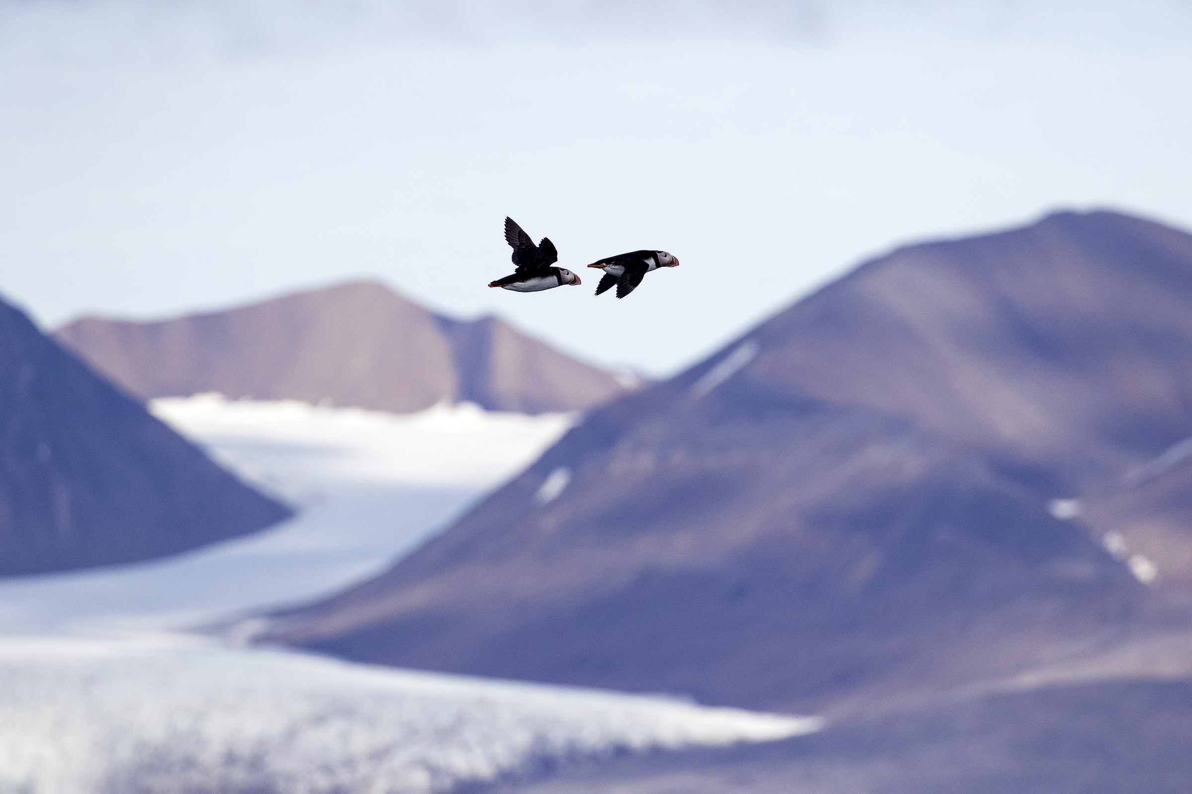 Pulcinella and glaciers