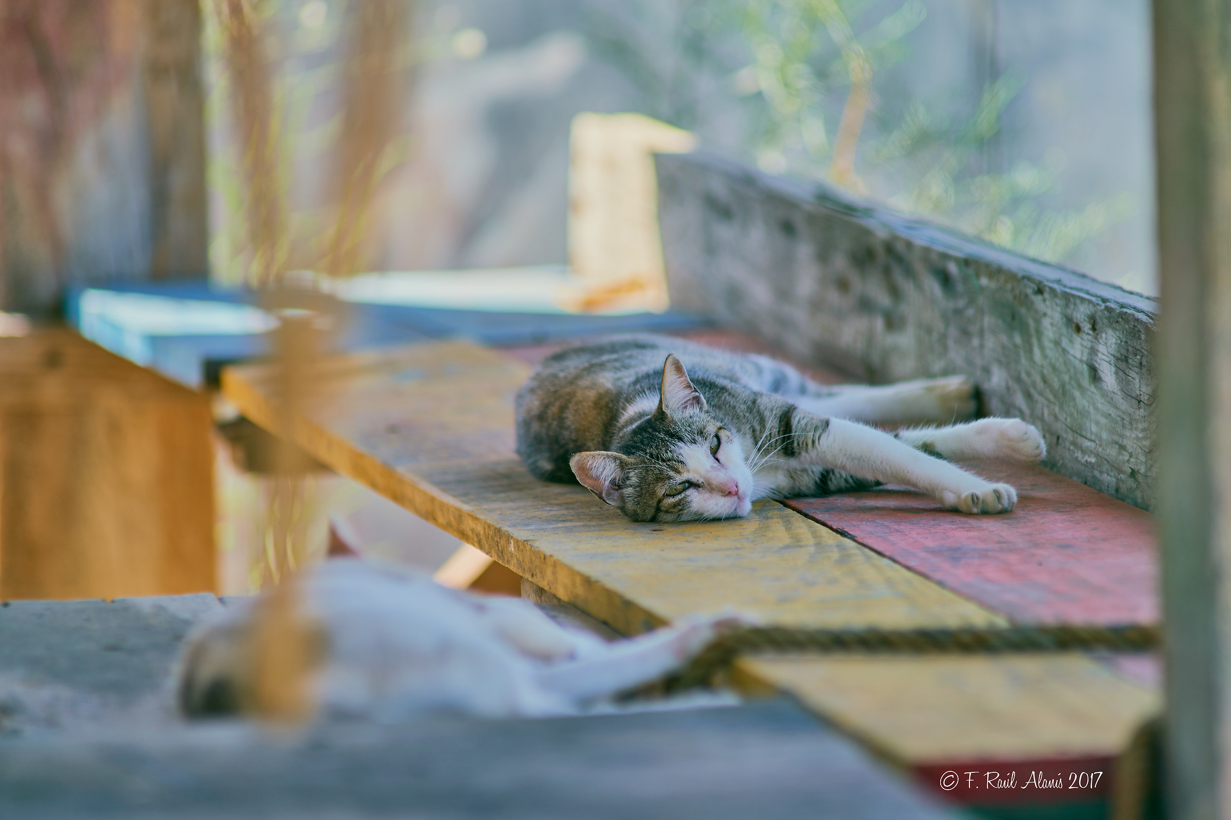 Riposando nel pisolino