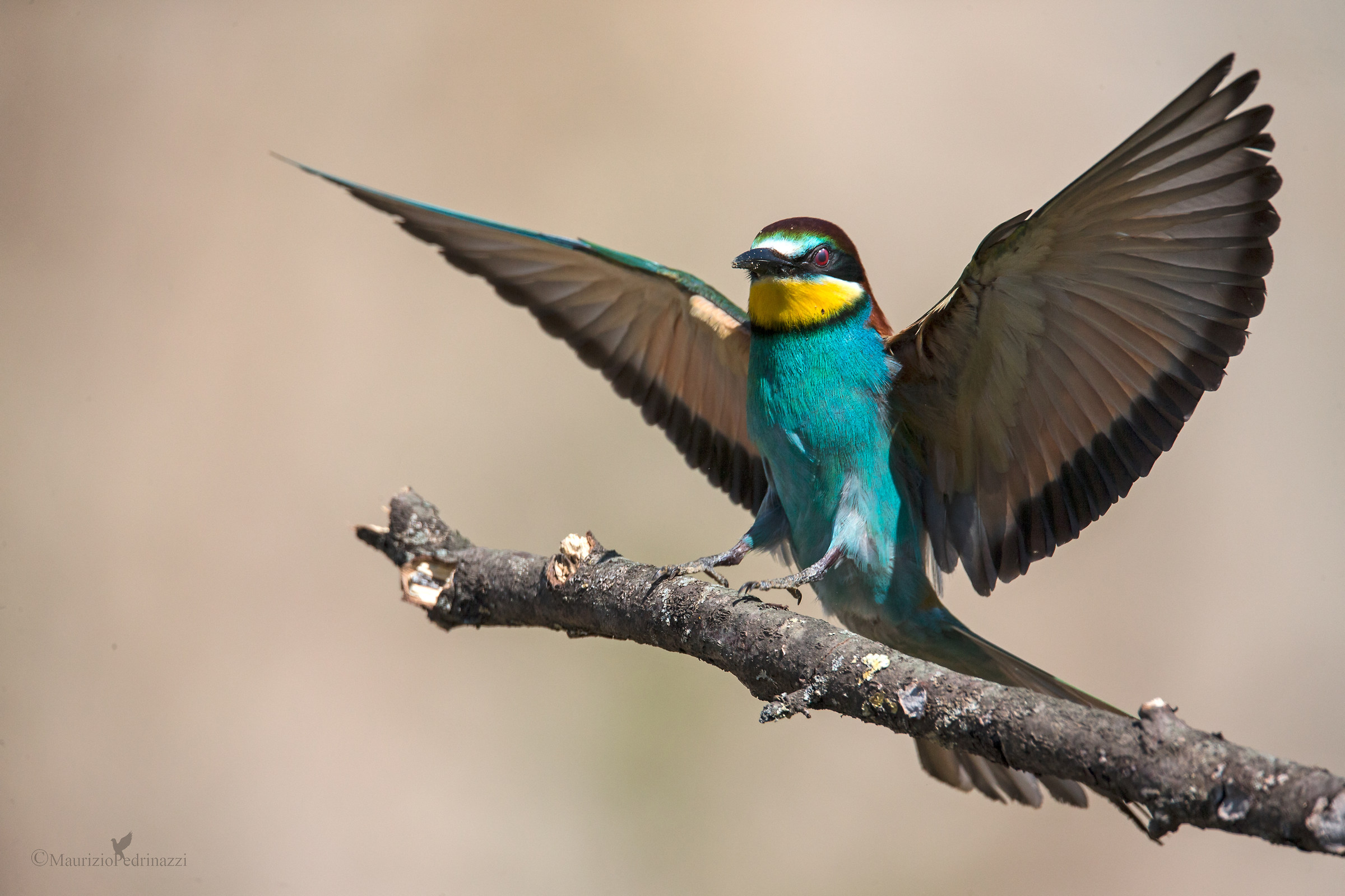 Bee eater