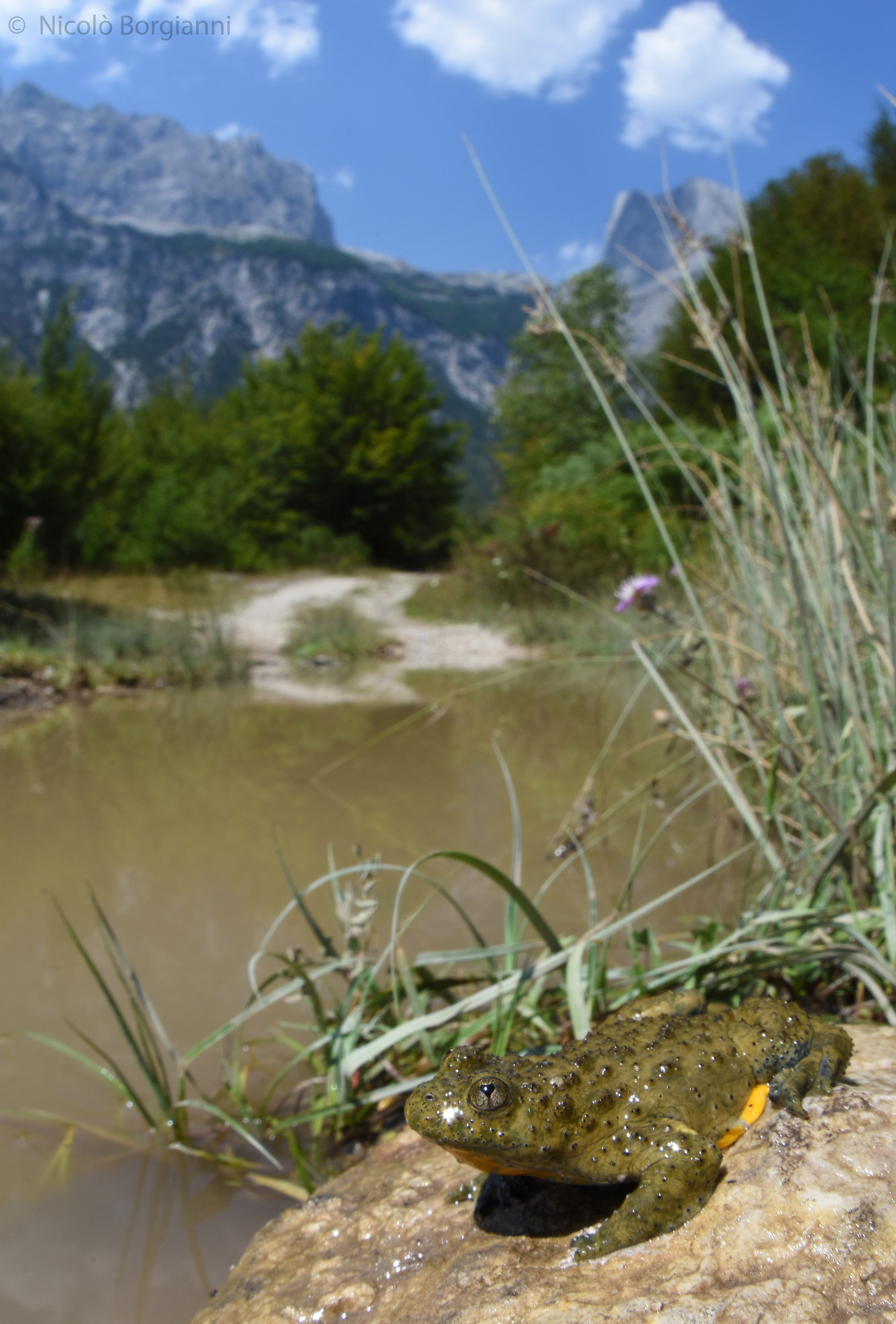 Ululone dal ventre giallo (Bombina variegata)