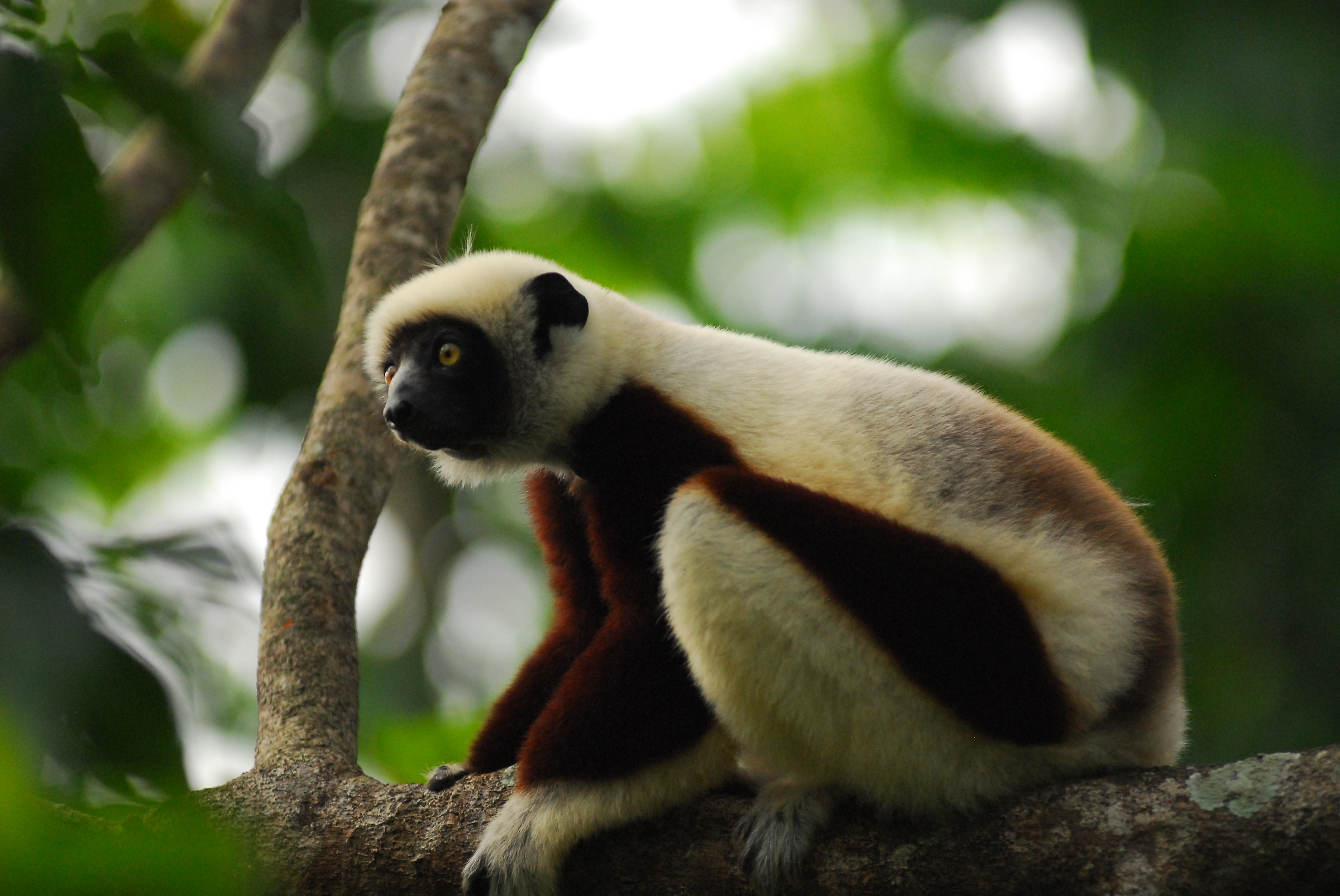 Sifaka Crowned