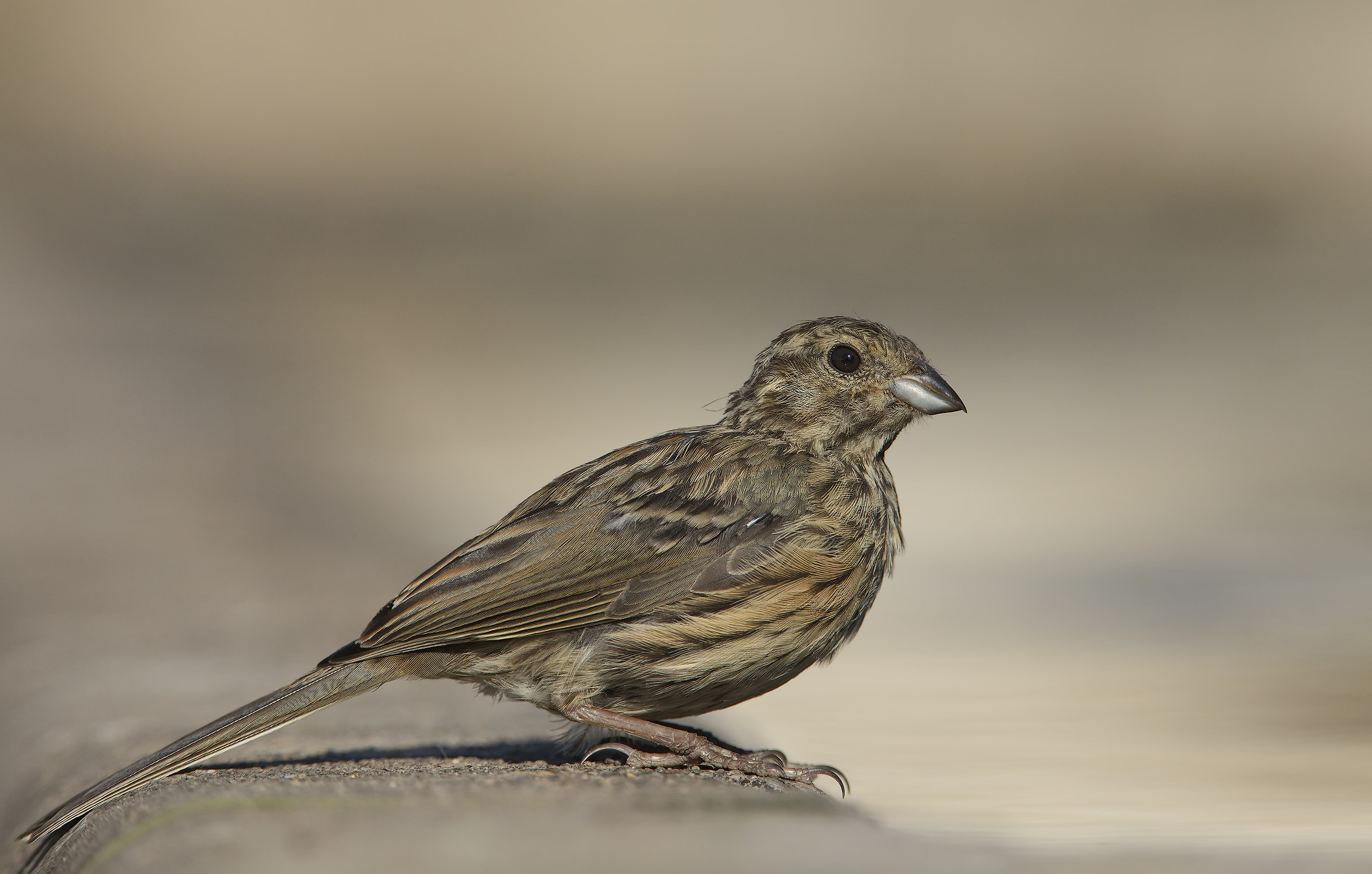 giovane...anche in hd