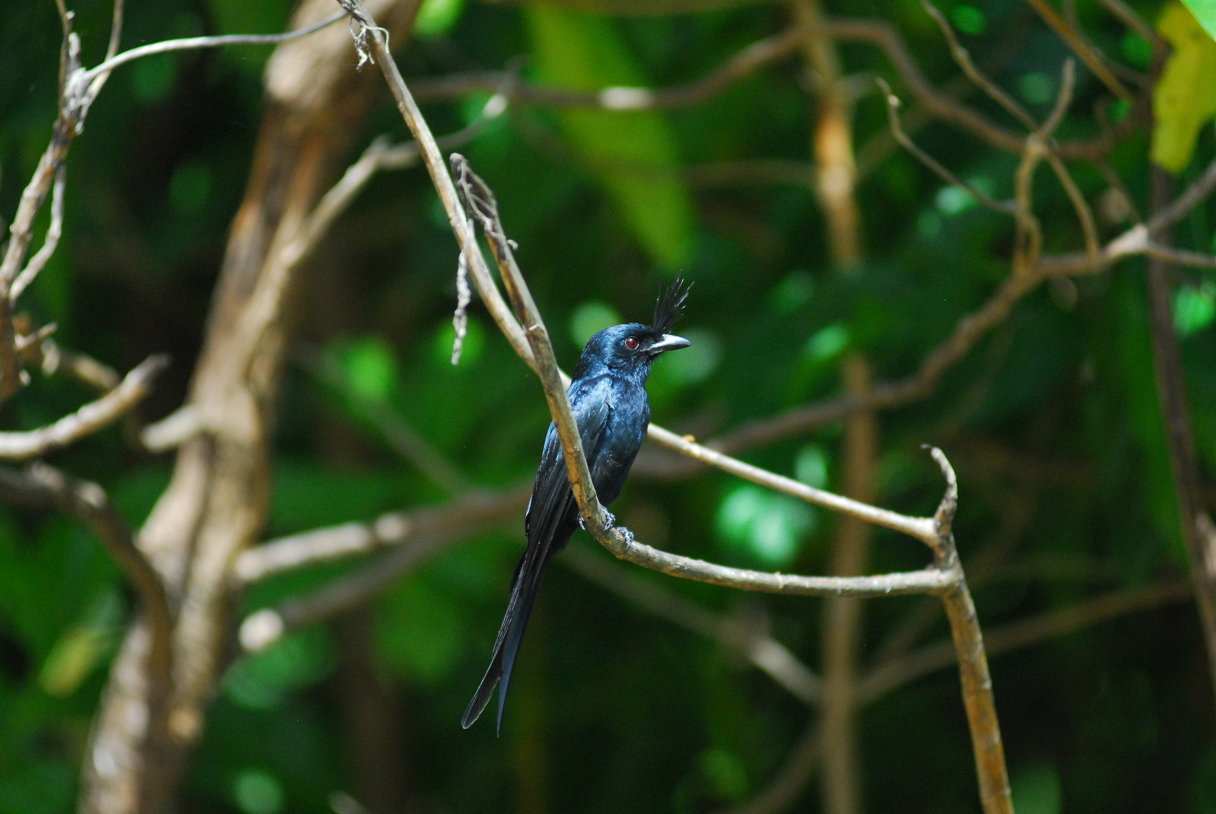 Drongo crested