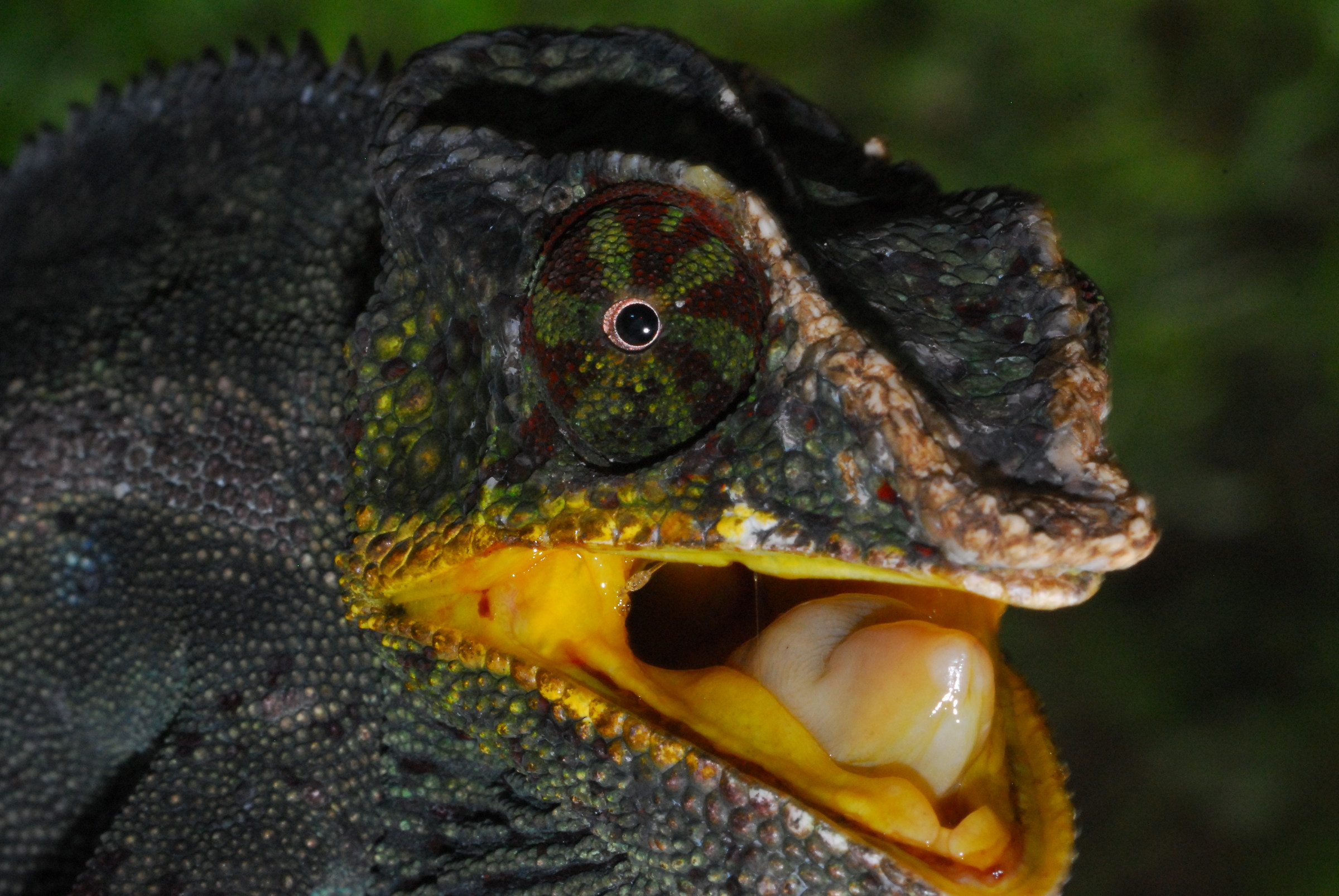 Camaleonte pardalis Female