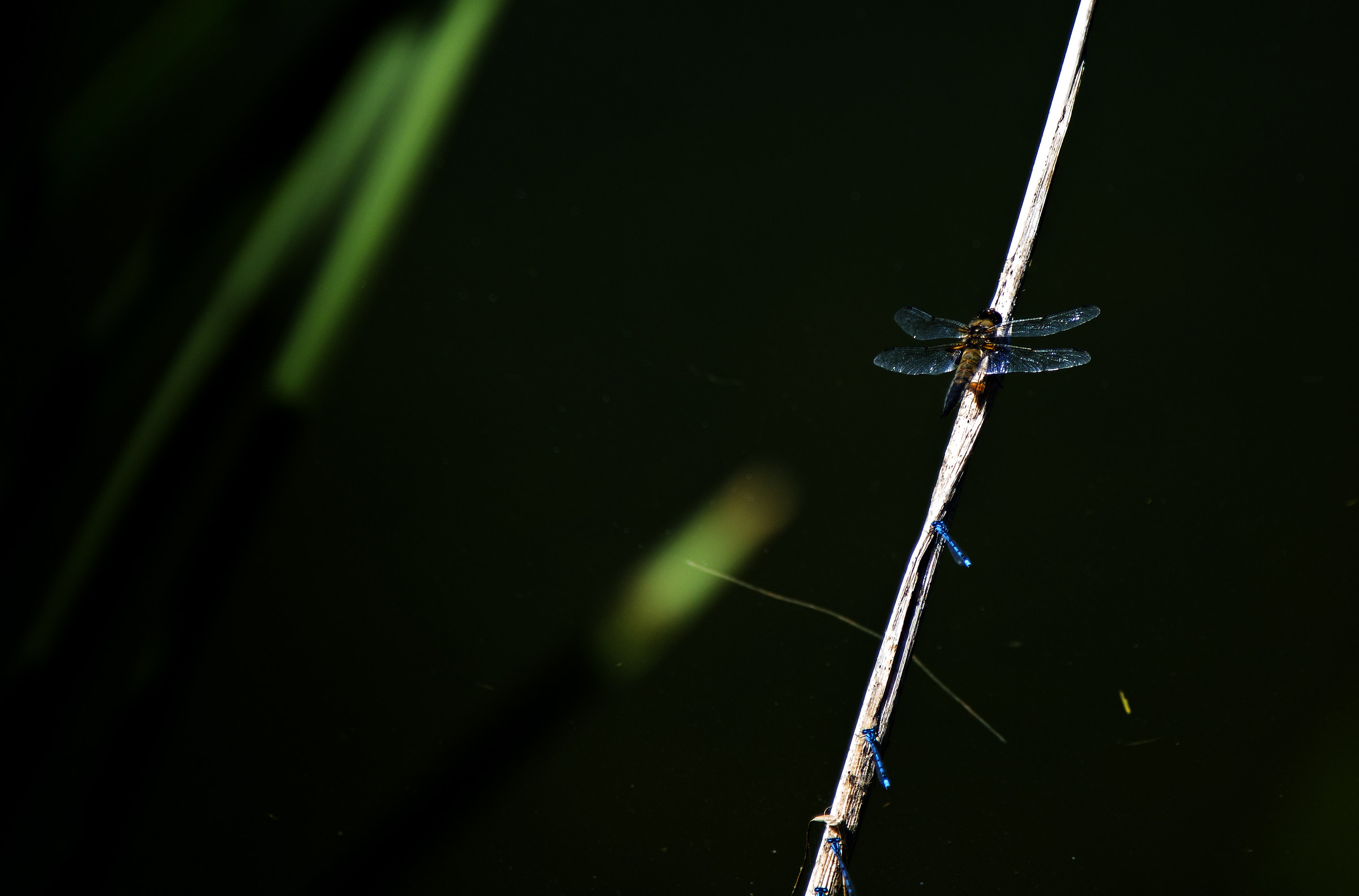 Dragonfly